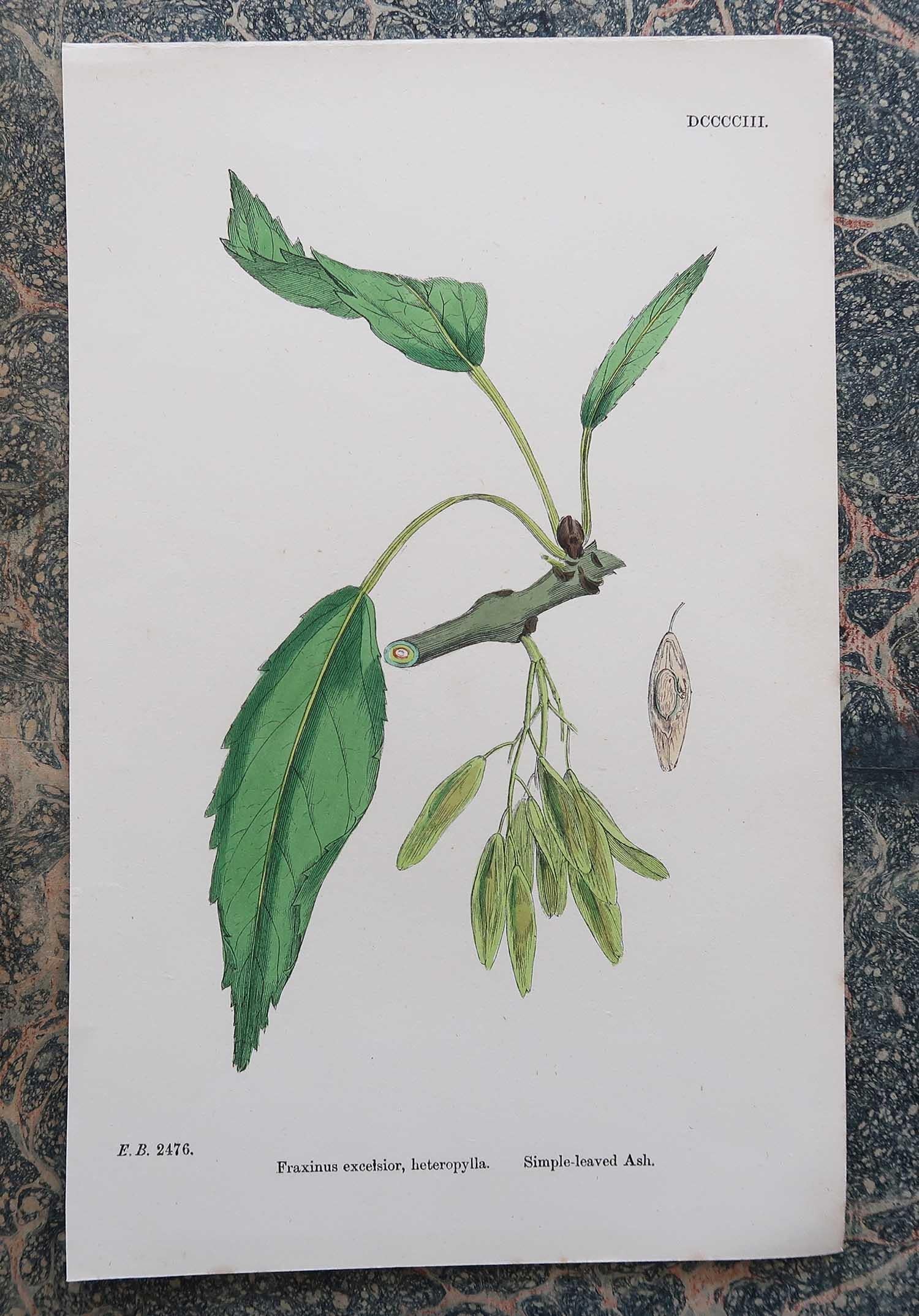 Wonderful set of 16 botanical prints

Lithographs after the original botanical drawings by Hooker.

Original color

Published, circa 1850

Unframed.

The measurement given is for one print.

