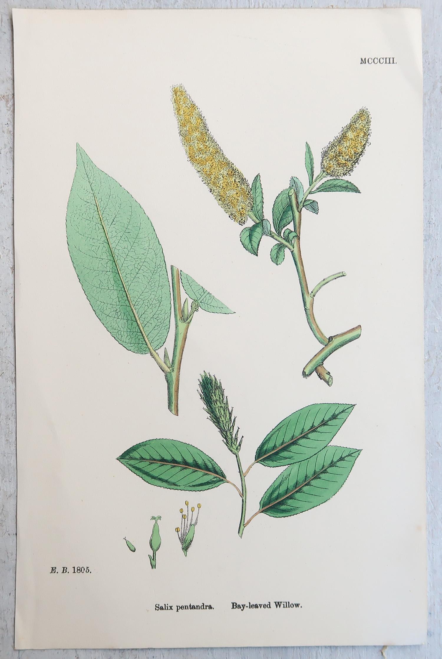 Merveilleux ensemble de 16 estampes botaniques

Lithographies d'après les dessins botaniques originaux de Hooker.

Couleur originale

Publié, vers 1850

Non encadré.

La mesure donnée est pour une impression.

Veuillez noter que l'image du groupe