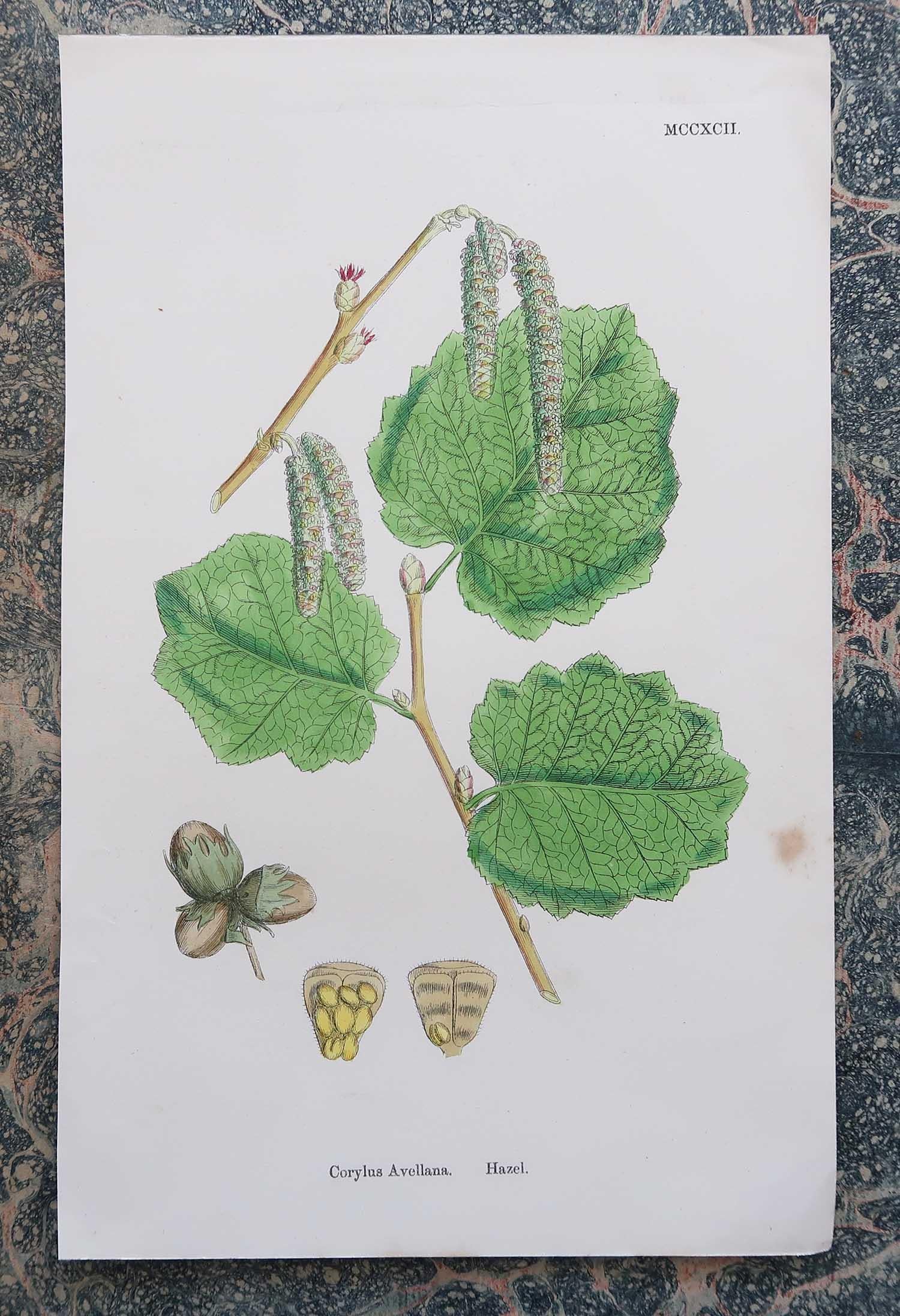 Early Victorian Set of 16 Original Antique Botanical Prints - Trees. C.1850
