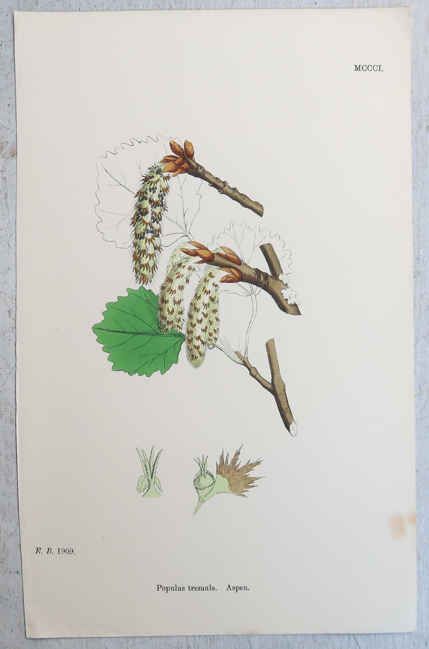 Début de l'époque victorienne Ensemble de 16 estampes botaniques originales anciennes - arbres. C.1850 en vente