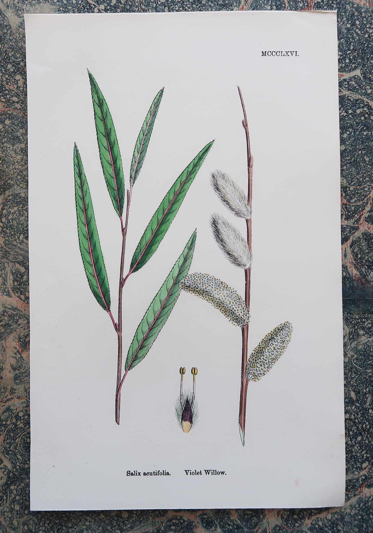 English Set of 16 Original Antique Botanical Prints - Trees. C.1850