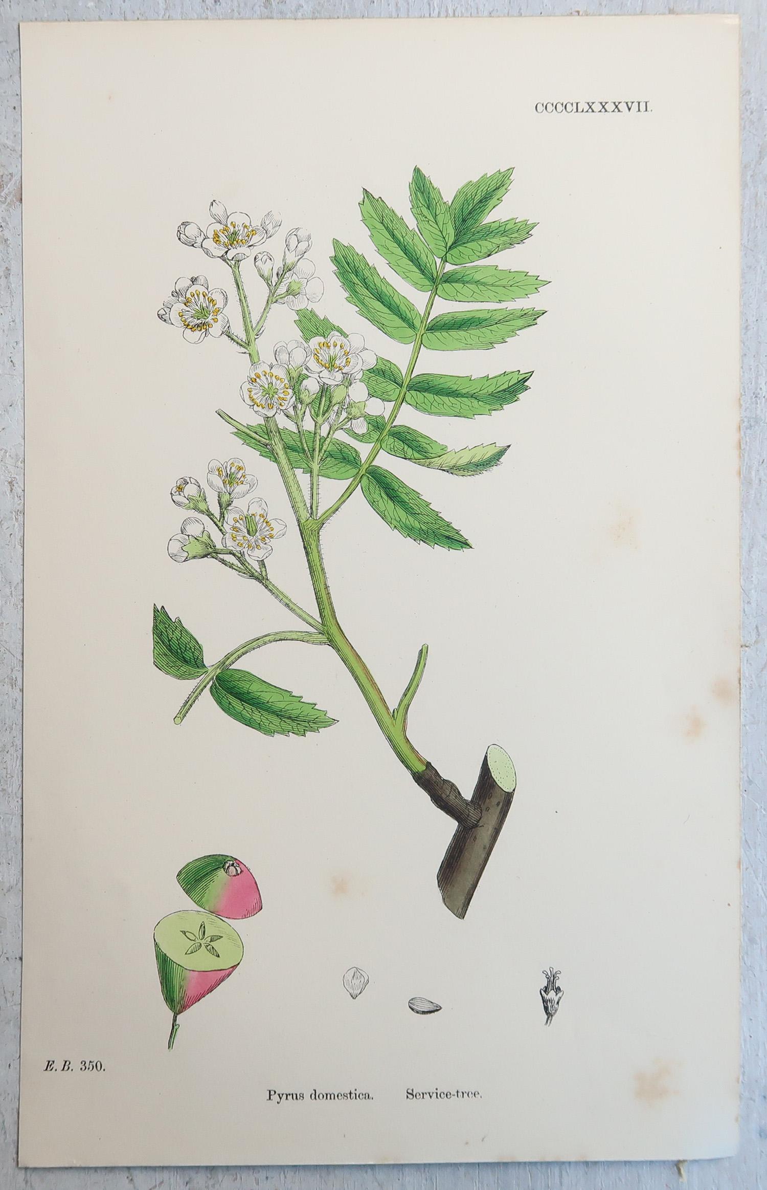 Anglais Ensemble de 16 estampes botaniques originales anciennes - arbres. C.1850 en vente