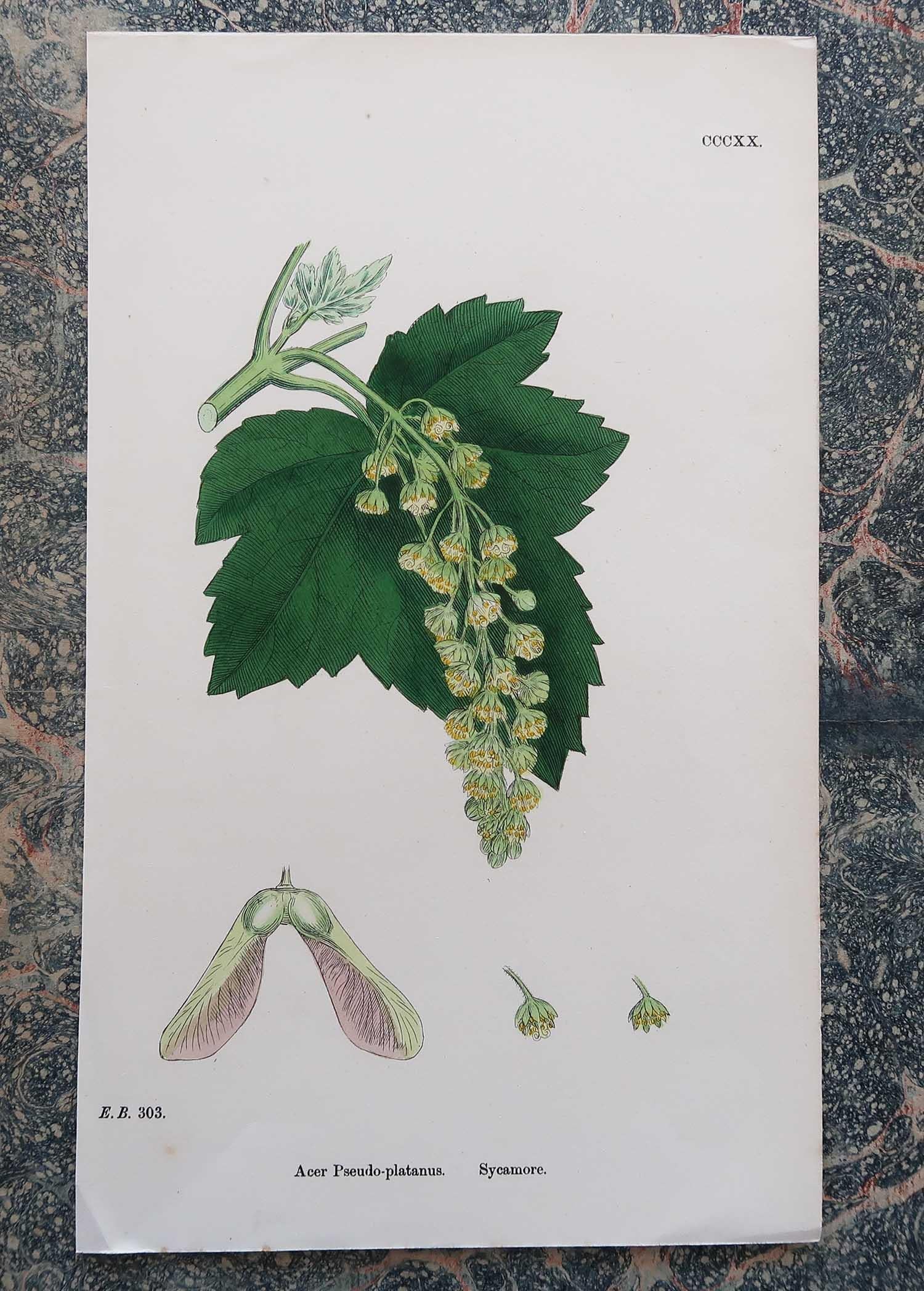 Other Set of 16 Original Antique Botanical Prints - Trees. C.1850