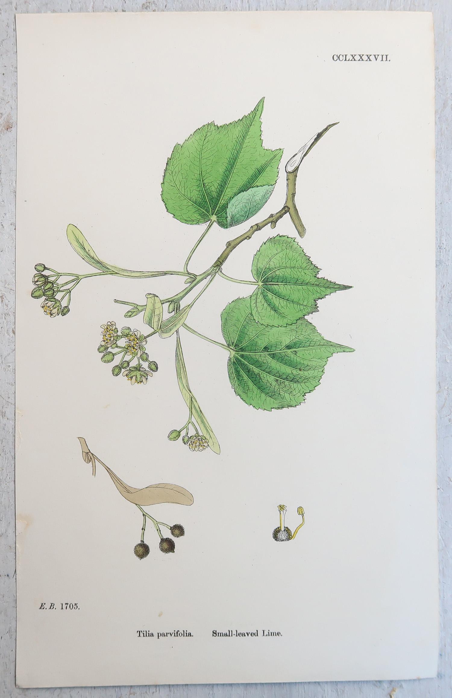 Autre Ensemble de 16 estampes botaniques originales anciennes - arbres. C.1850 en vente