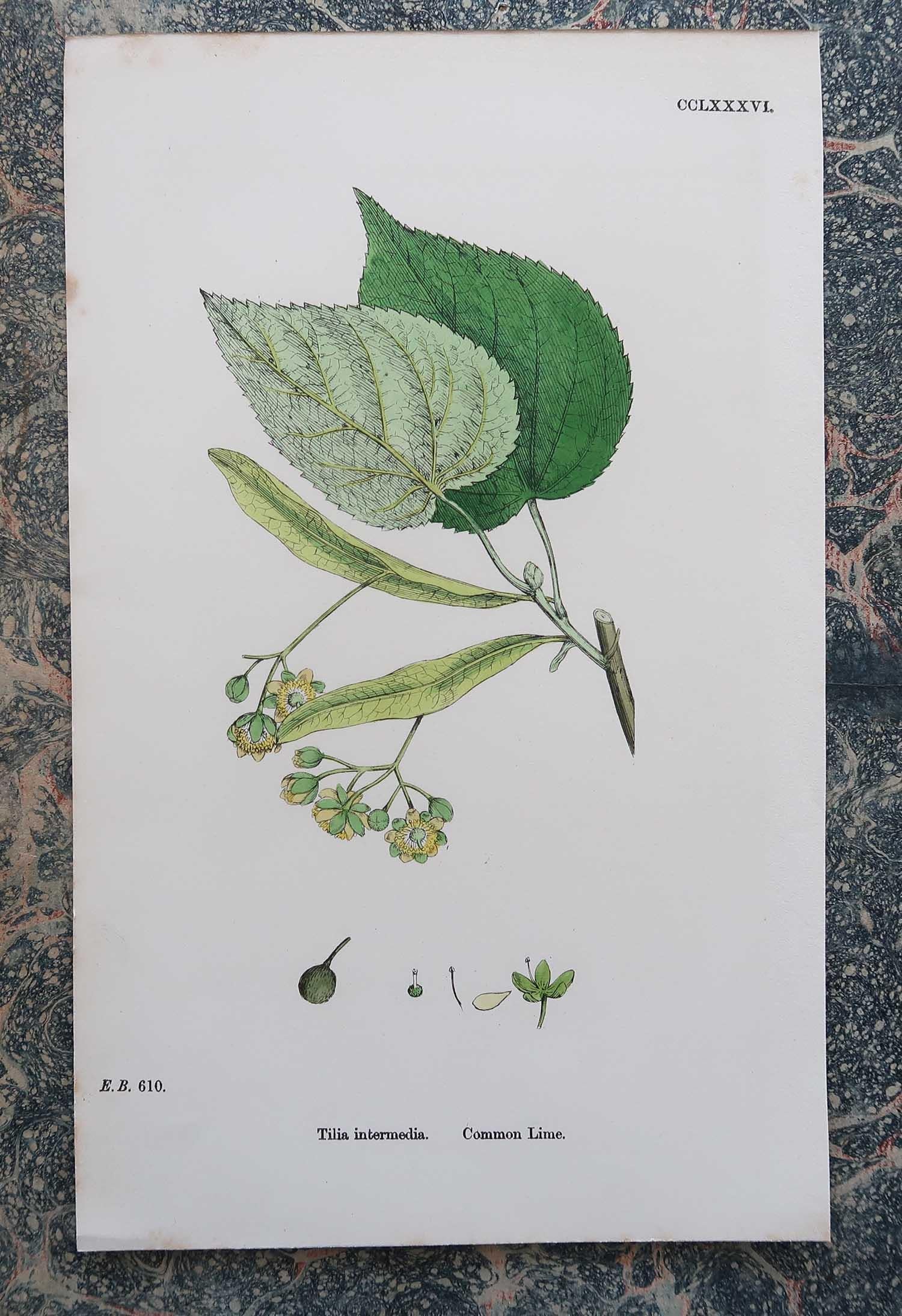 Set of 16 Original Antique Botanical Prints - Trees. C.1850 In Good Condition In St Annes, Lancashire