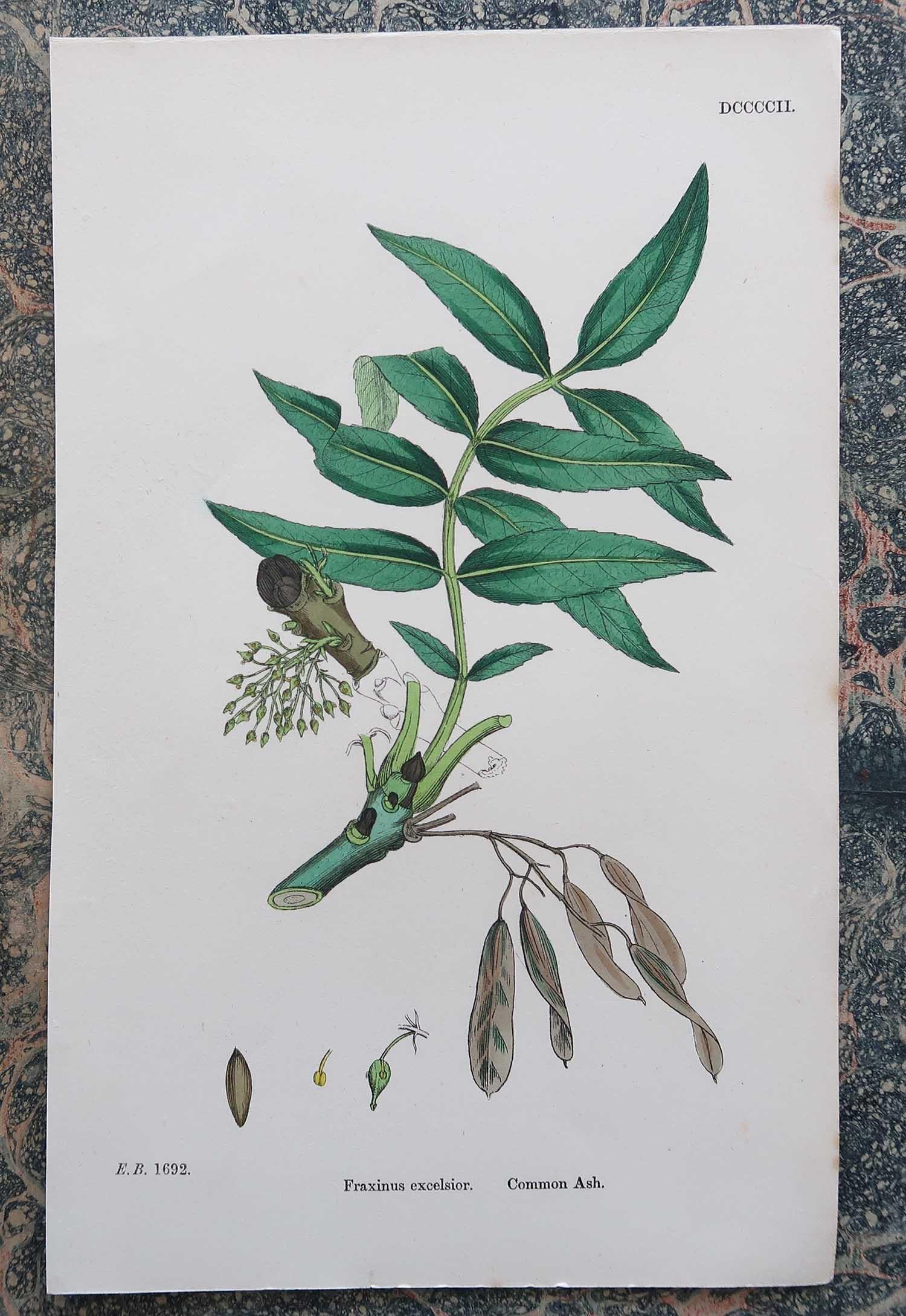 Mid-19th Century Set of 16 Original Antique Botanical Prints - Trees. C.1850