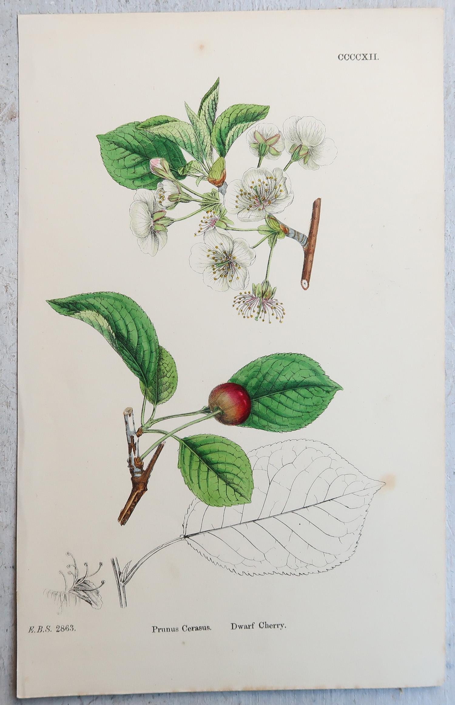 Milieu du XIXe siècle Ensemble de 16 estampes botaniques originales anciennes - arbres. C.1850 en vente