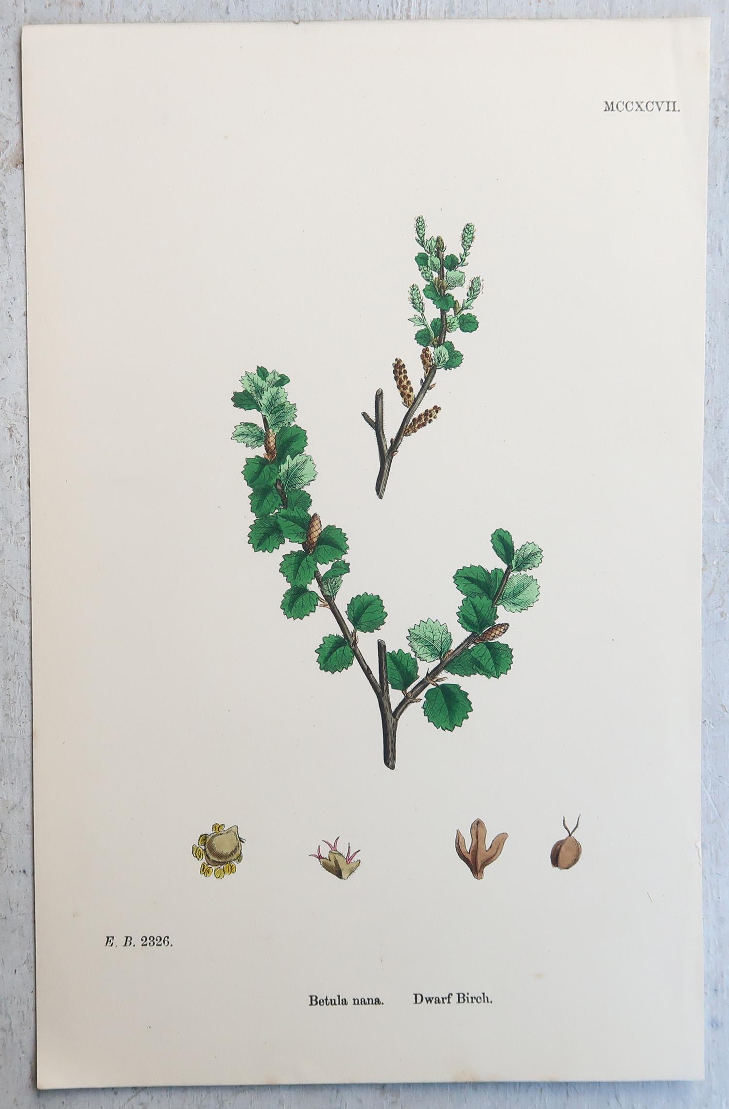 Papier Ensemble de 16 estampes botaniques originales anciennes - arbres. C.1850 en vente
