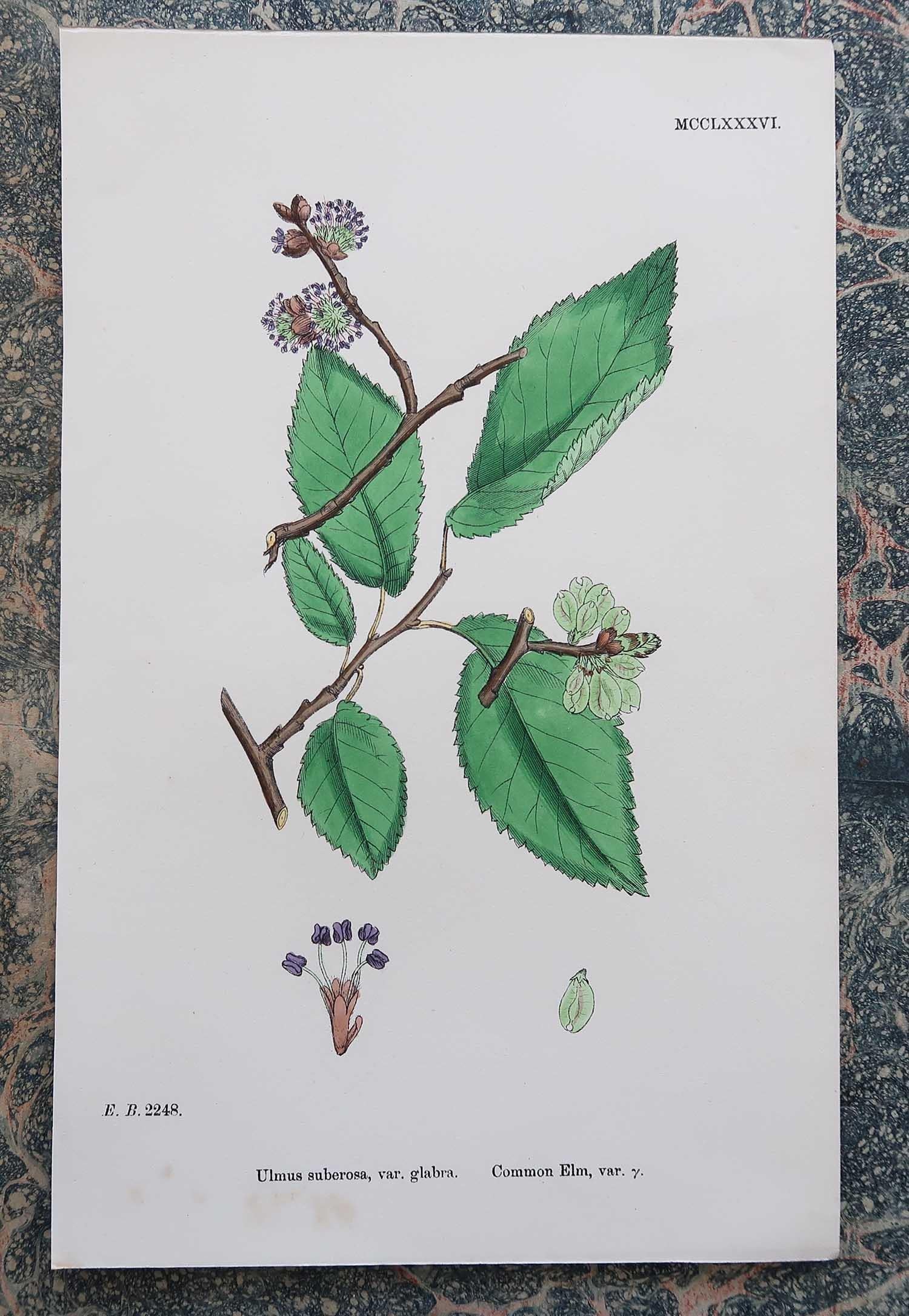 Set of 16 Original Antique Botanical Prints - Trees. C.1850 1