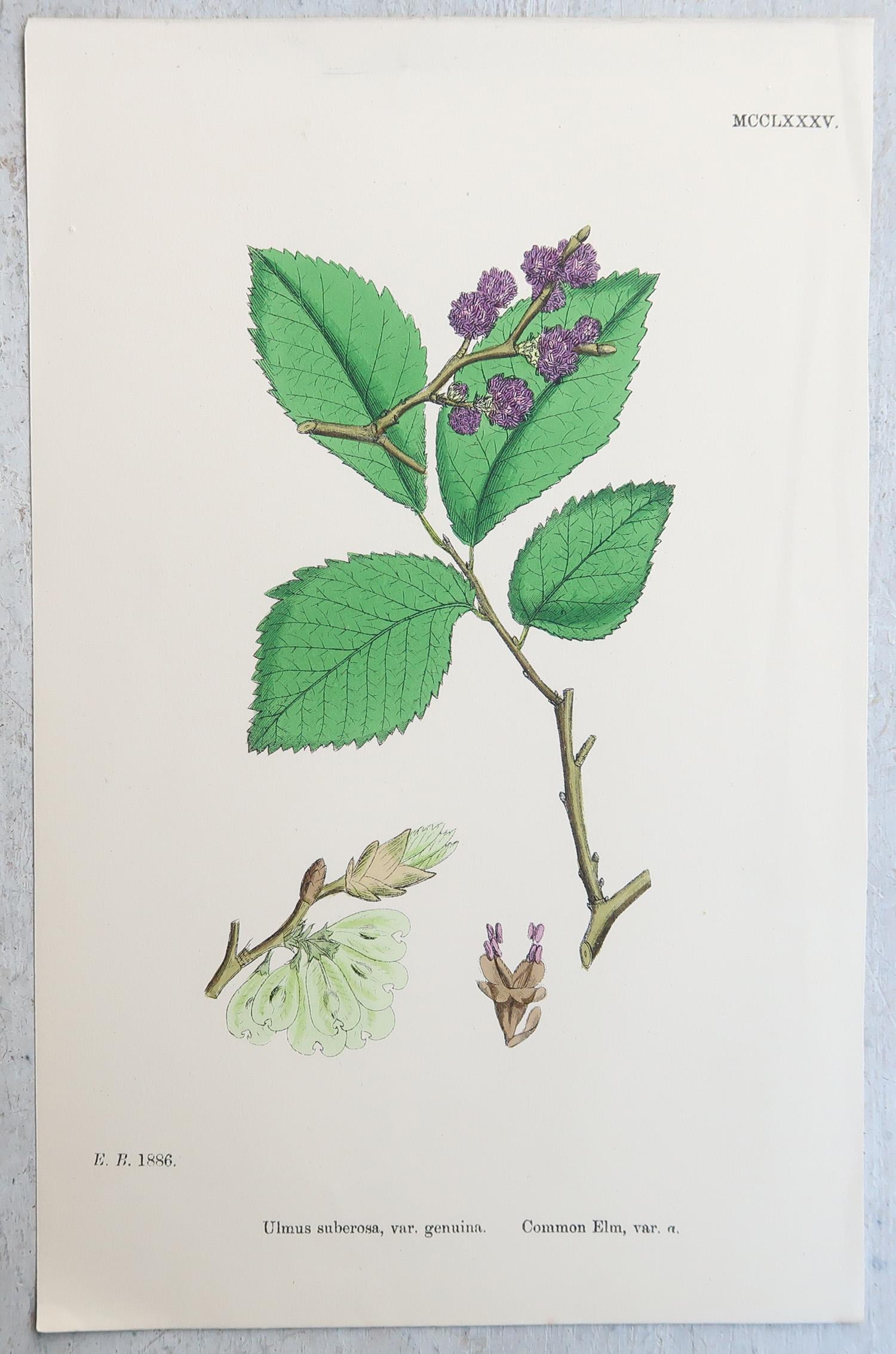 Ensemble de 16 estampes botaniques originales anciennes - arbres. C.1850 en vente 1