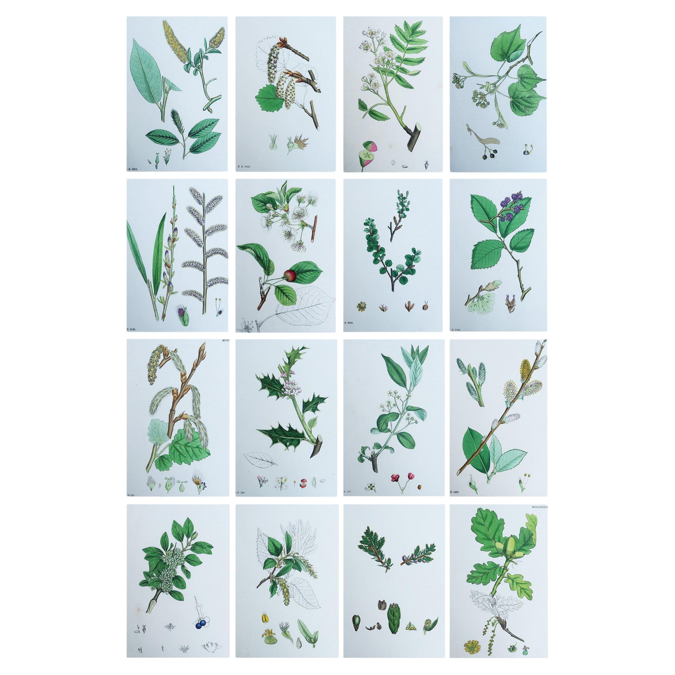 Set of 16 Original Antique Botanical Prints - Trees. C.1850
