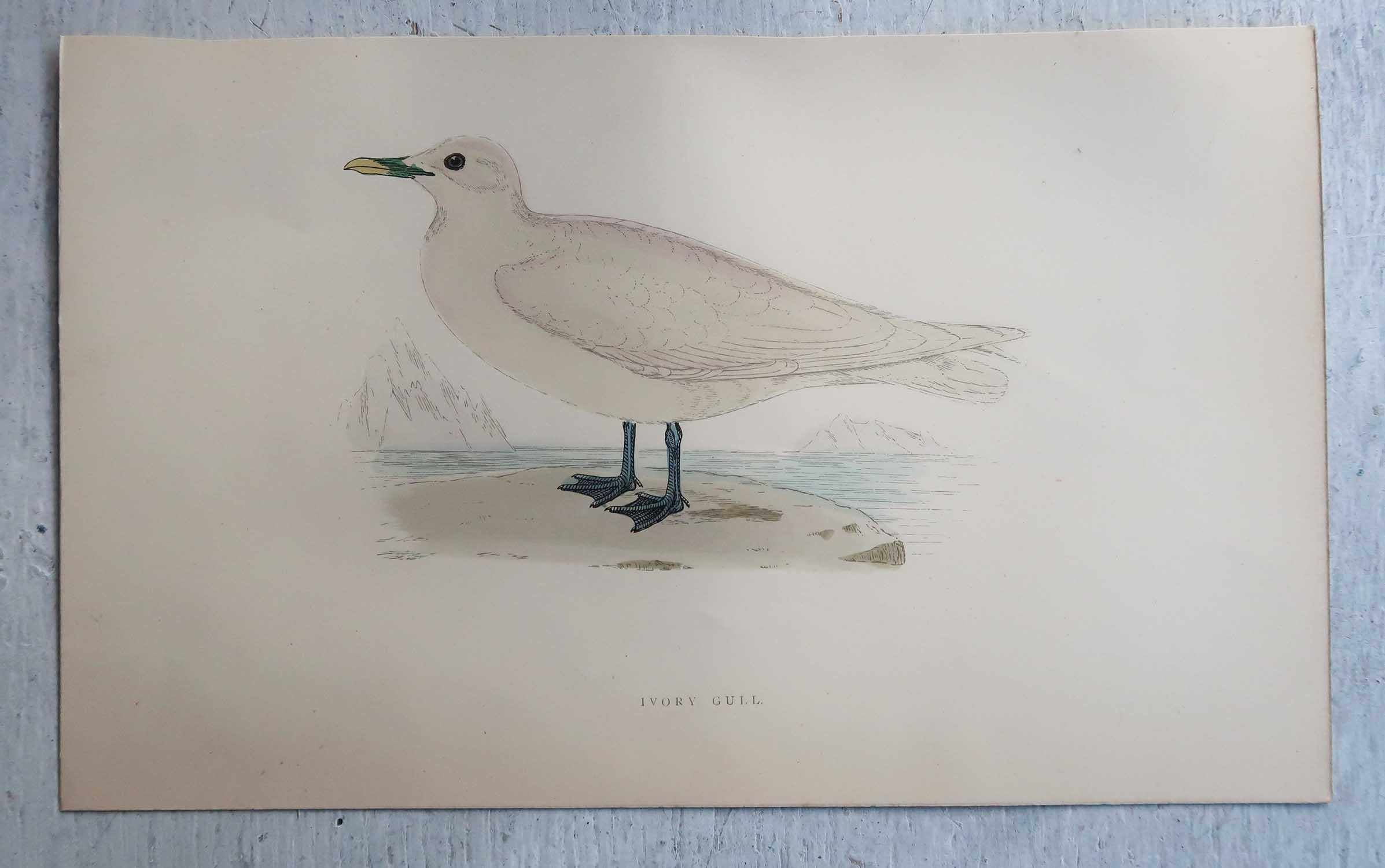 Set of 16 Original Antique Prints of Seabirds After Francis Lydon, C.1880 2