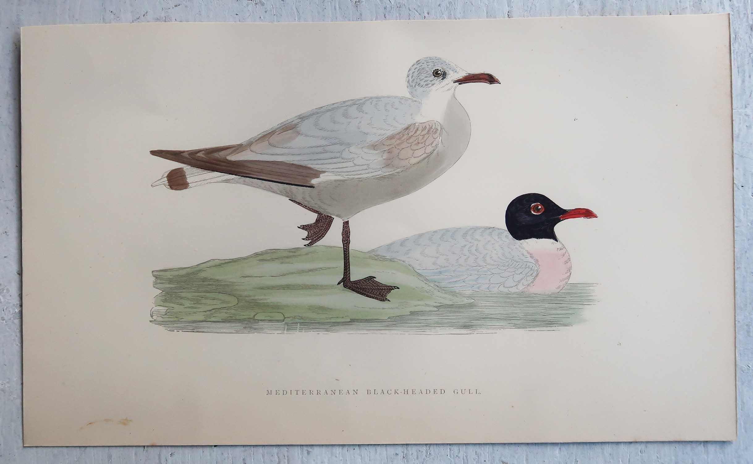 Set of 16 Original Antique Prints of Seabirds After Francis Lydon, C.1880 3