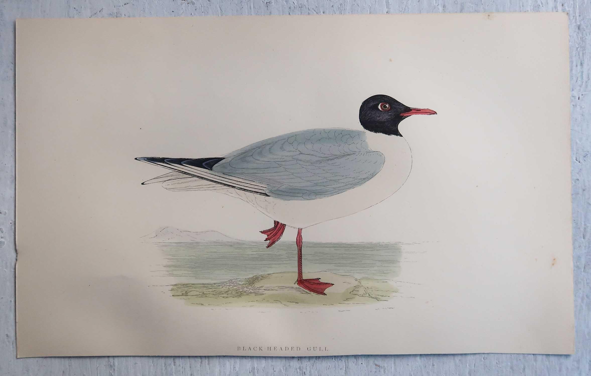 Set of 16 Original Antique Prints of Seabirds After Francis Lydon, C.1880 4