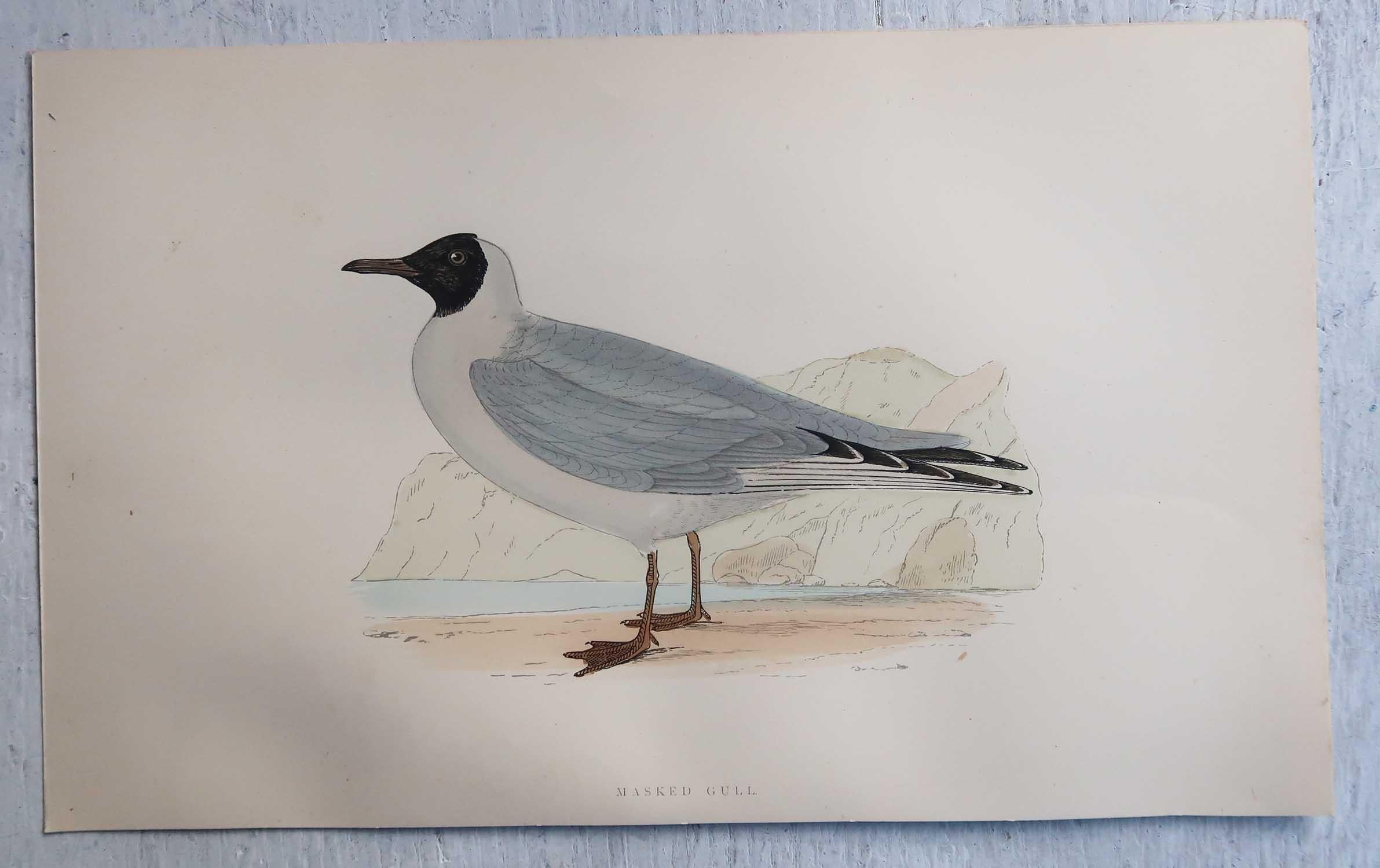 Set of 16 Original Antique Prints of Seabirds After Francis Lydon, C.1880 5