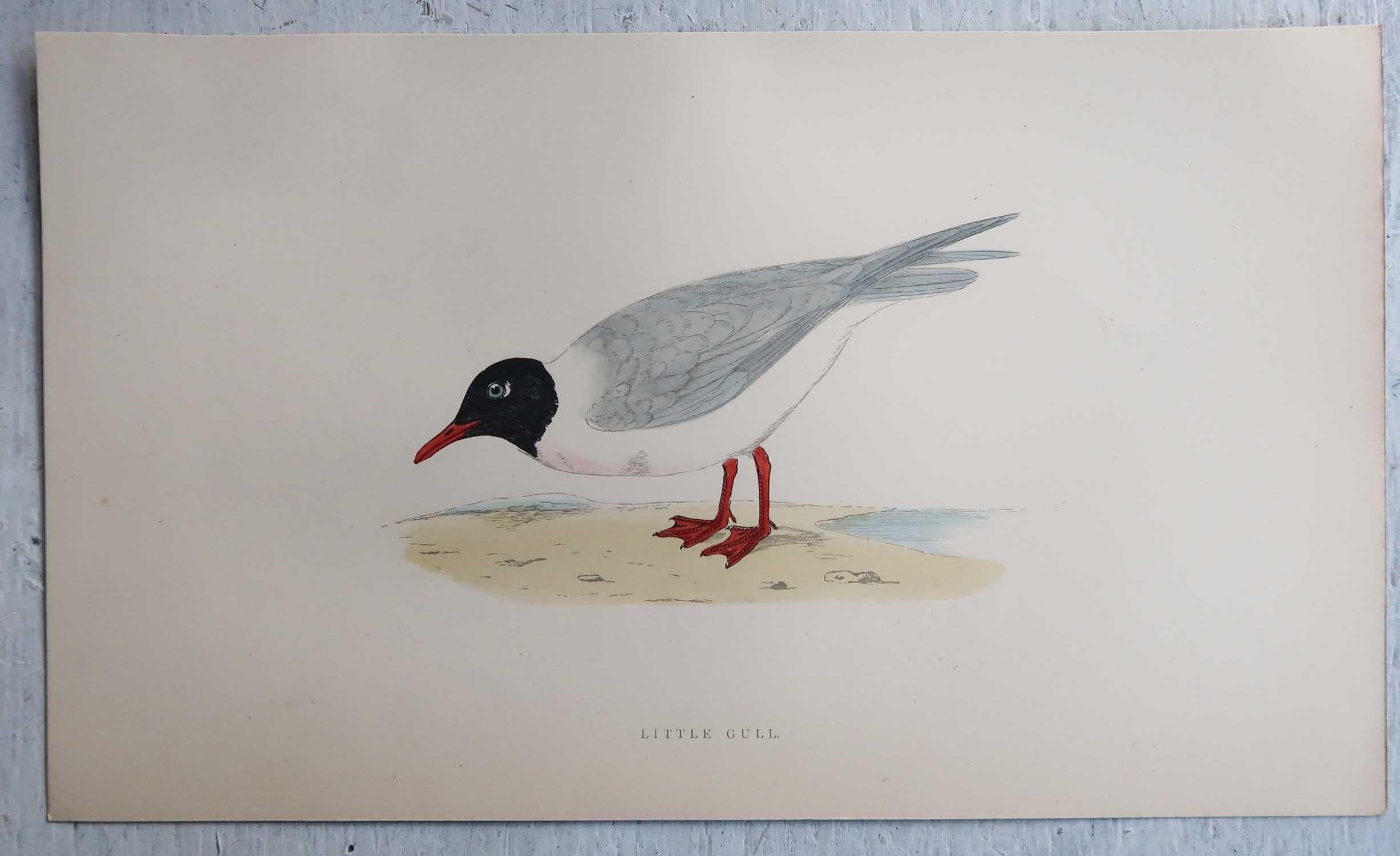 Set of 16 Original Antique Prints of Seabirds After Francis Lydon, C.1880 6