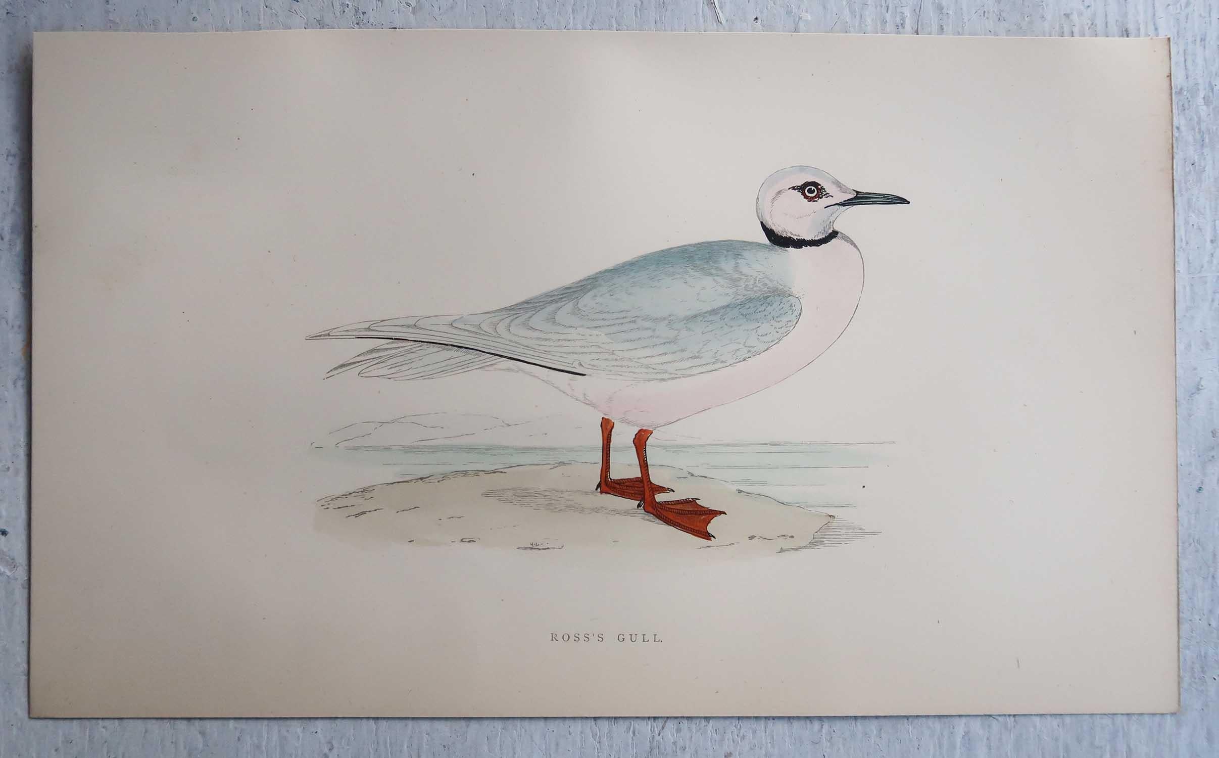 Set of 16 Original Antique Prints of Seabirds After Francis Lydon, C.1880 7