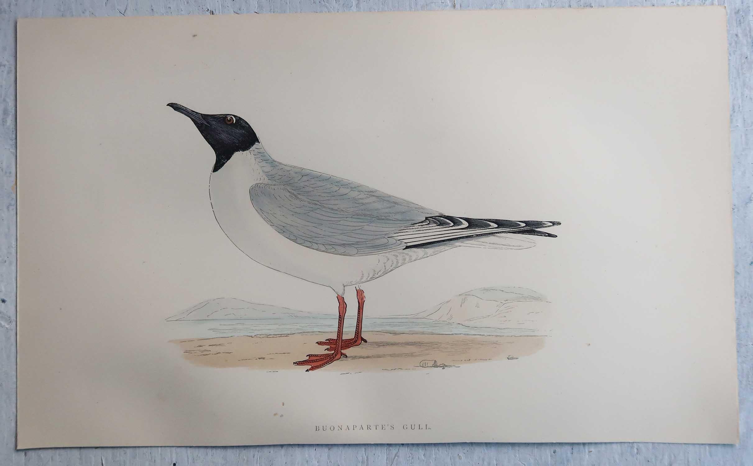 Set of 16 Original Antique Prints of Seabirds After Francis Lydon, C.1880 8