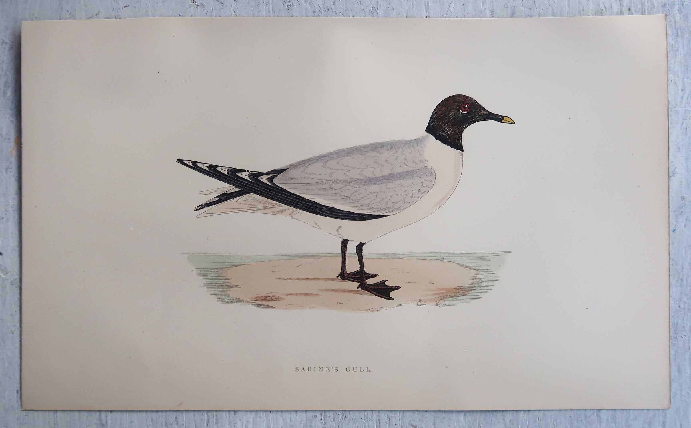 Set of 16 Original Antique Prints of Seabirds After Francis Lydon, C.1880 9