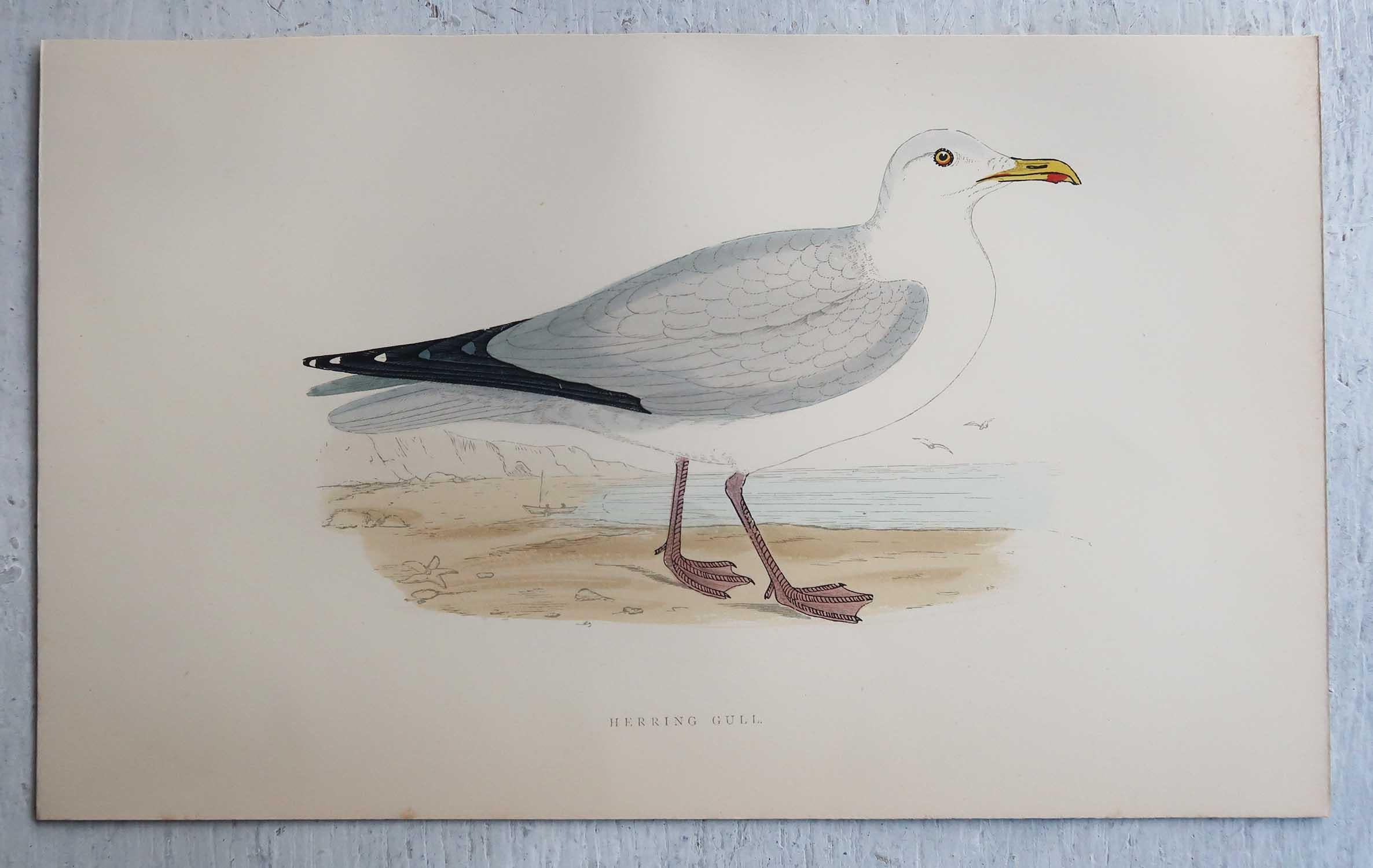 Wonderful set of 16 antique prints of seabirds

Lithographs after the original drawings by Alexander Francis Lydon

Original colour

Published by John C. Nimmo, Circa 1880.

Unframed

Free shipping.




