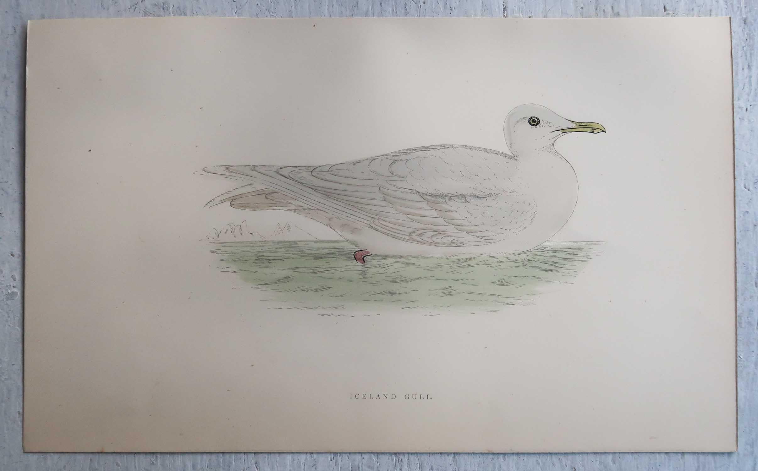 Folk Art Set of 16 Original Antique Prints of Seabirds After Francis Lydon, C.1880