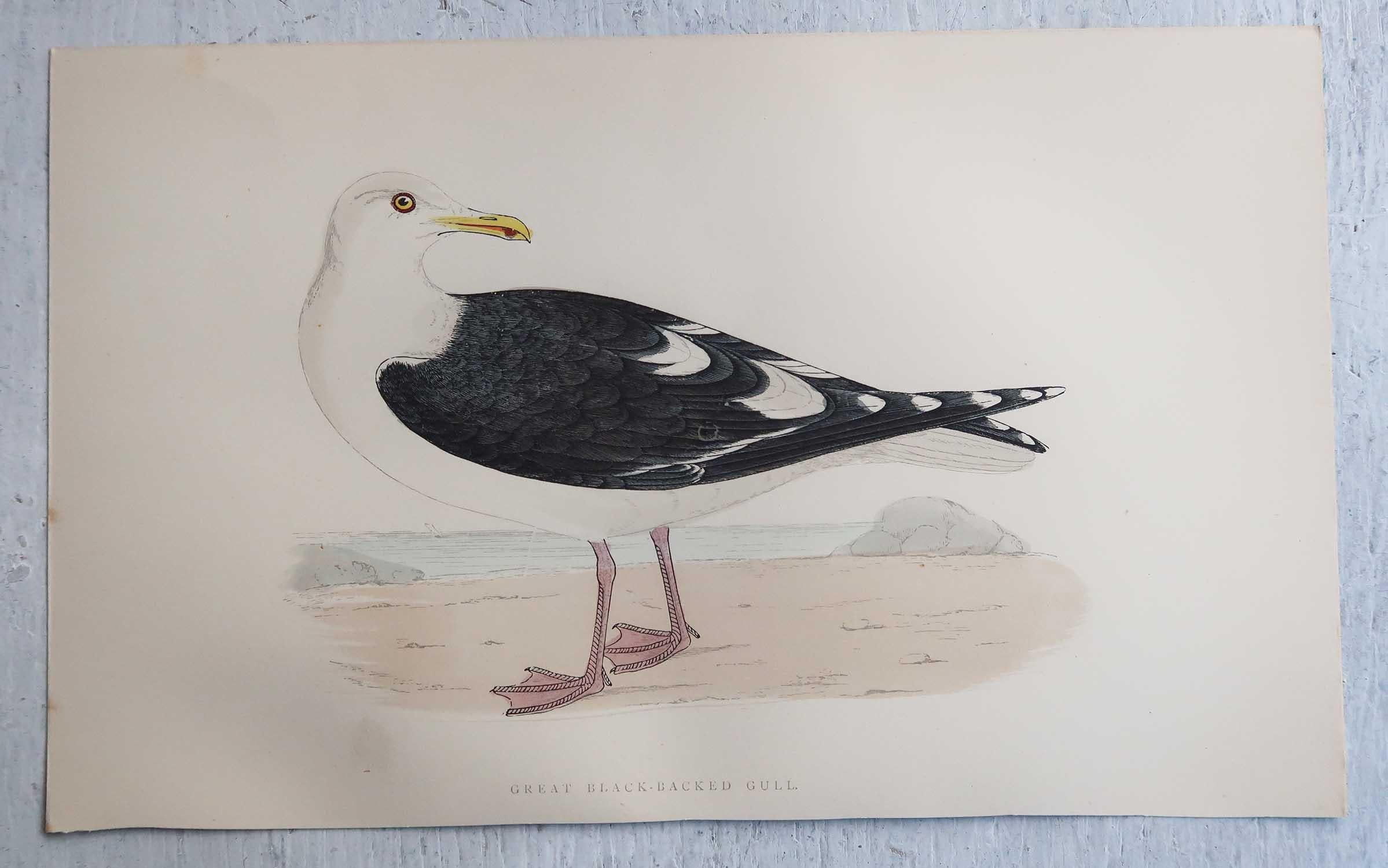 English Set of 16 Original Antique Prints of Seabirds After Francis Lydon, C.1880