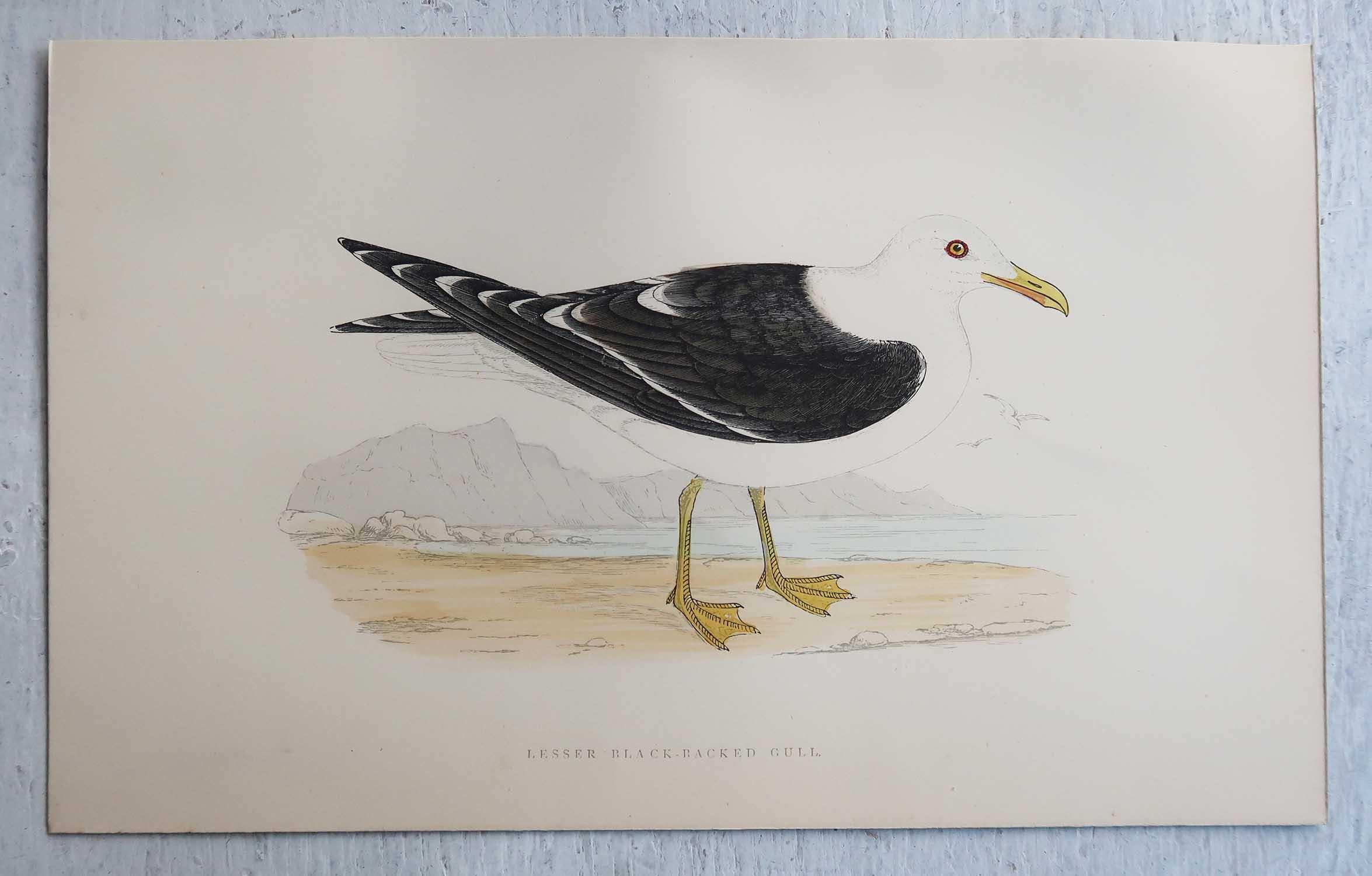 Other Set of 16 Original Antique Prints of Seabirds After Francis Lydon, C.1880