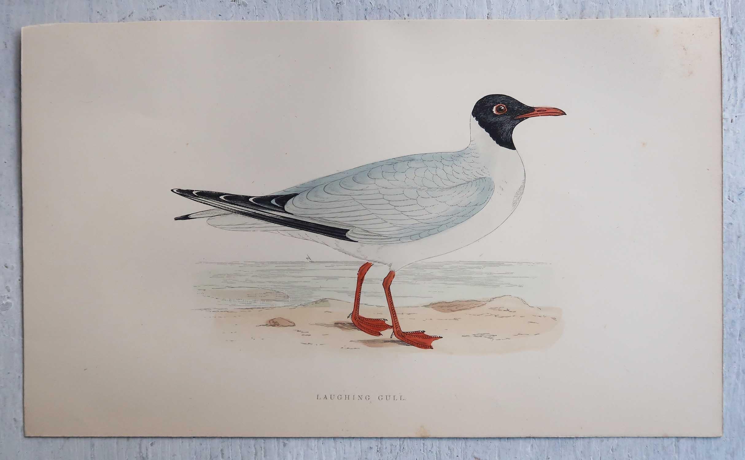 Set of 16 Original Antique Prints of Seabirds After Francis Lydon, C.1880 In Good Condition In St Annes, Lancashire