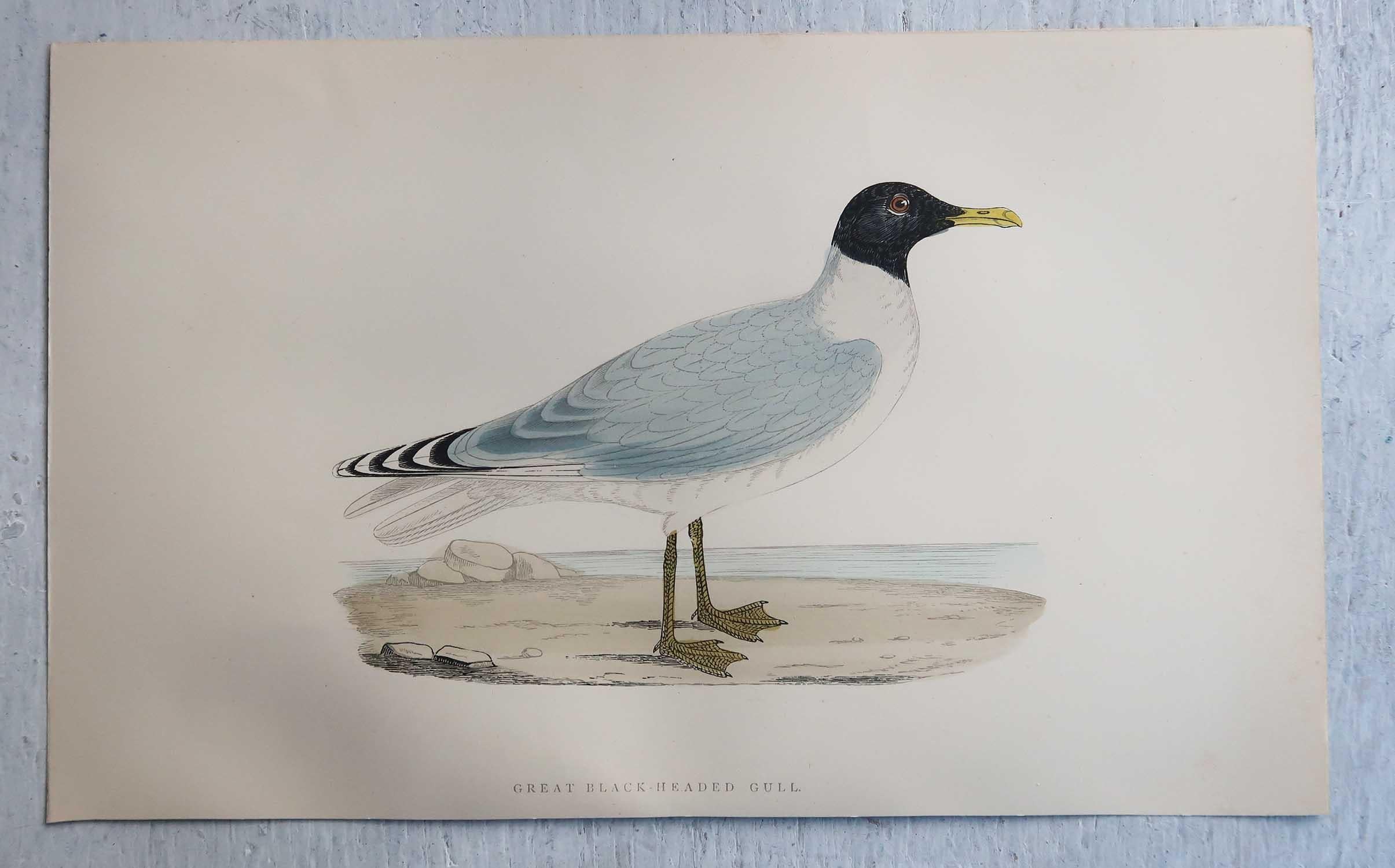 Late 19th Century Set of 16 Original Antique Prints of Seabirds After Francis Lydon, C.1880