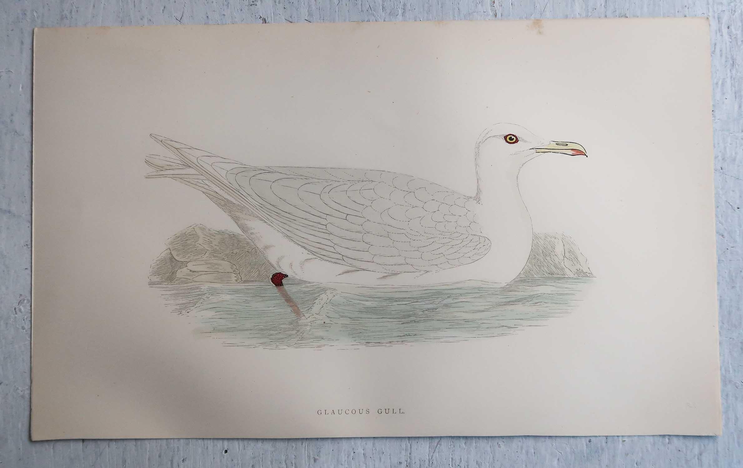 Paper Set of 16 Original Antique Prints of Seabirds After Francis Lydon, C.1880