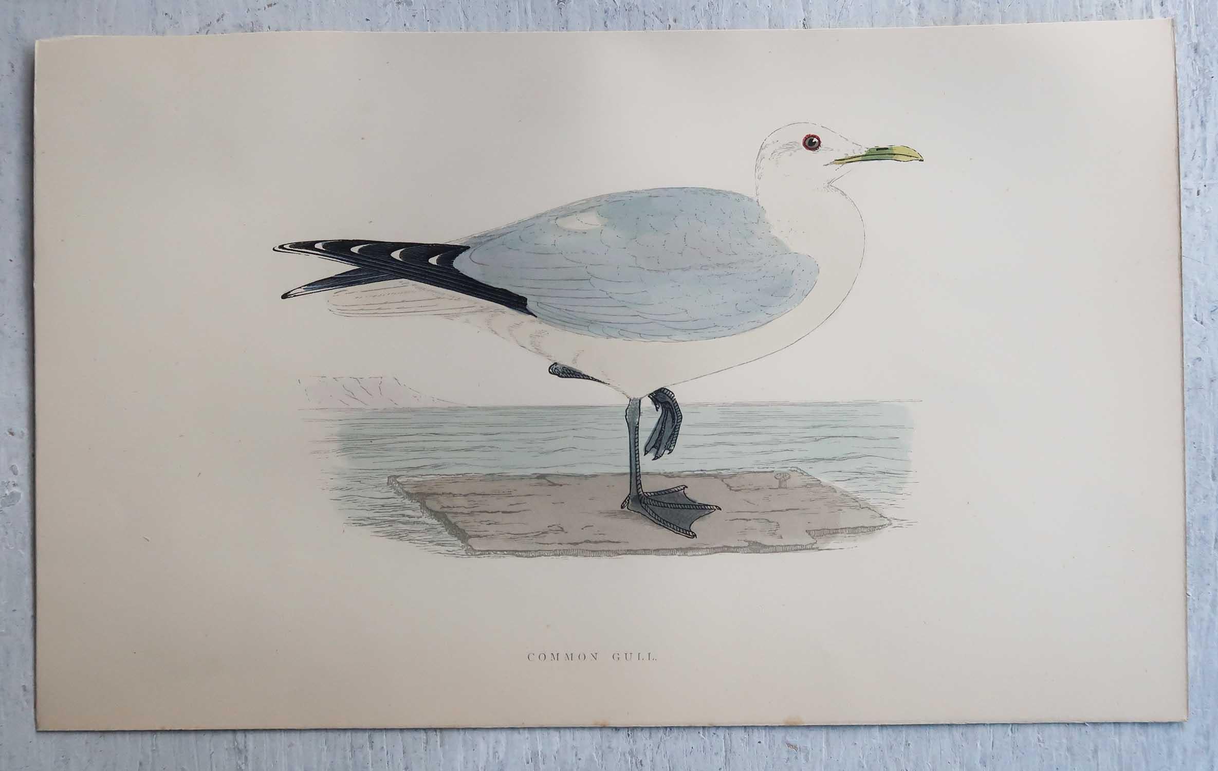 Set of 16 Original Antique Prints of Seabirds After Francis Lydon, C.1880 1