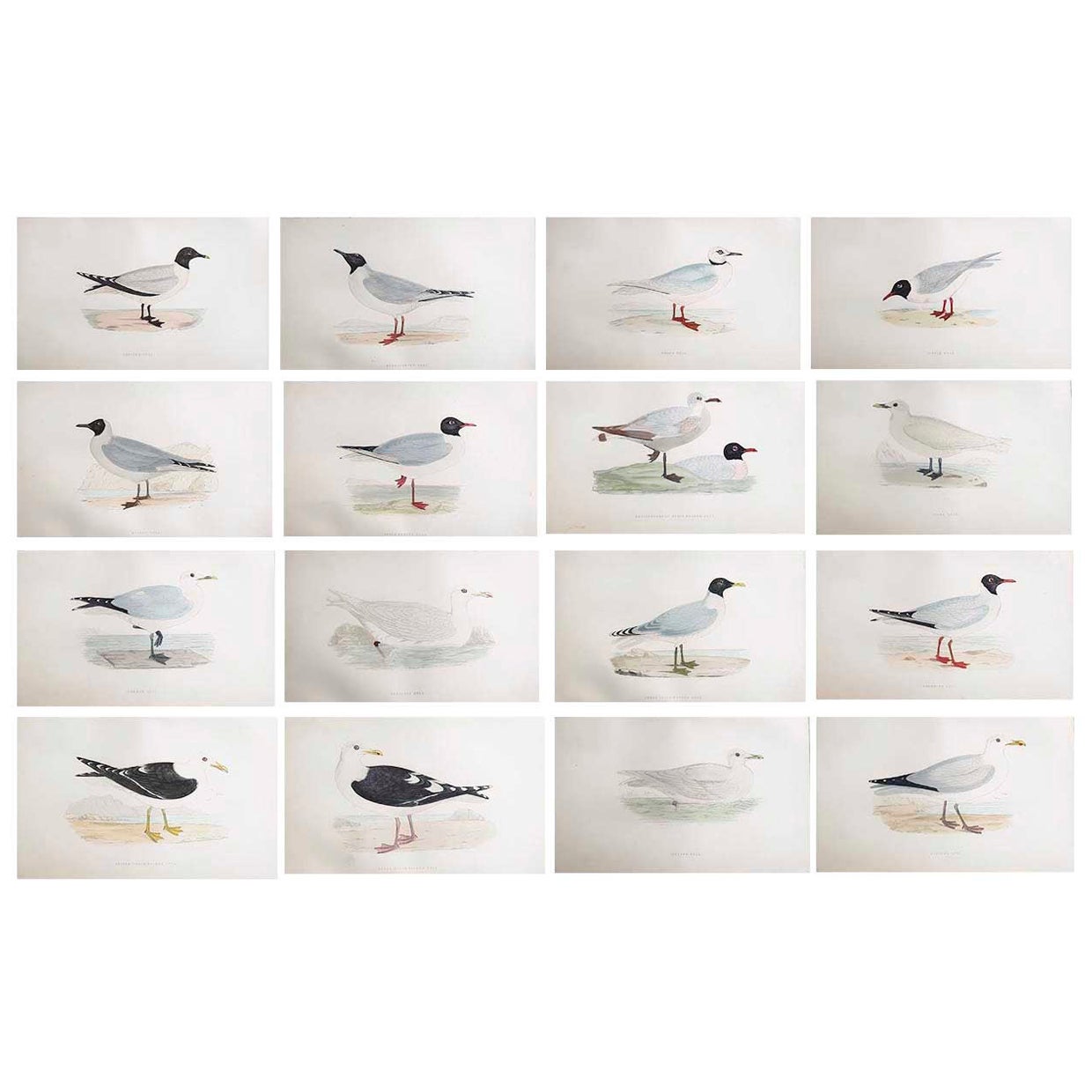 Set of 16 Original Antique Prints of Seabirds After Francis Lydon, C.1880