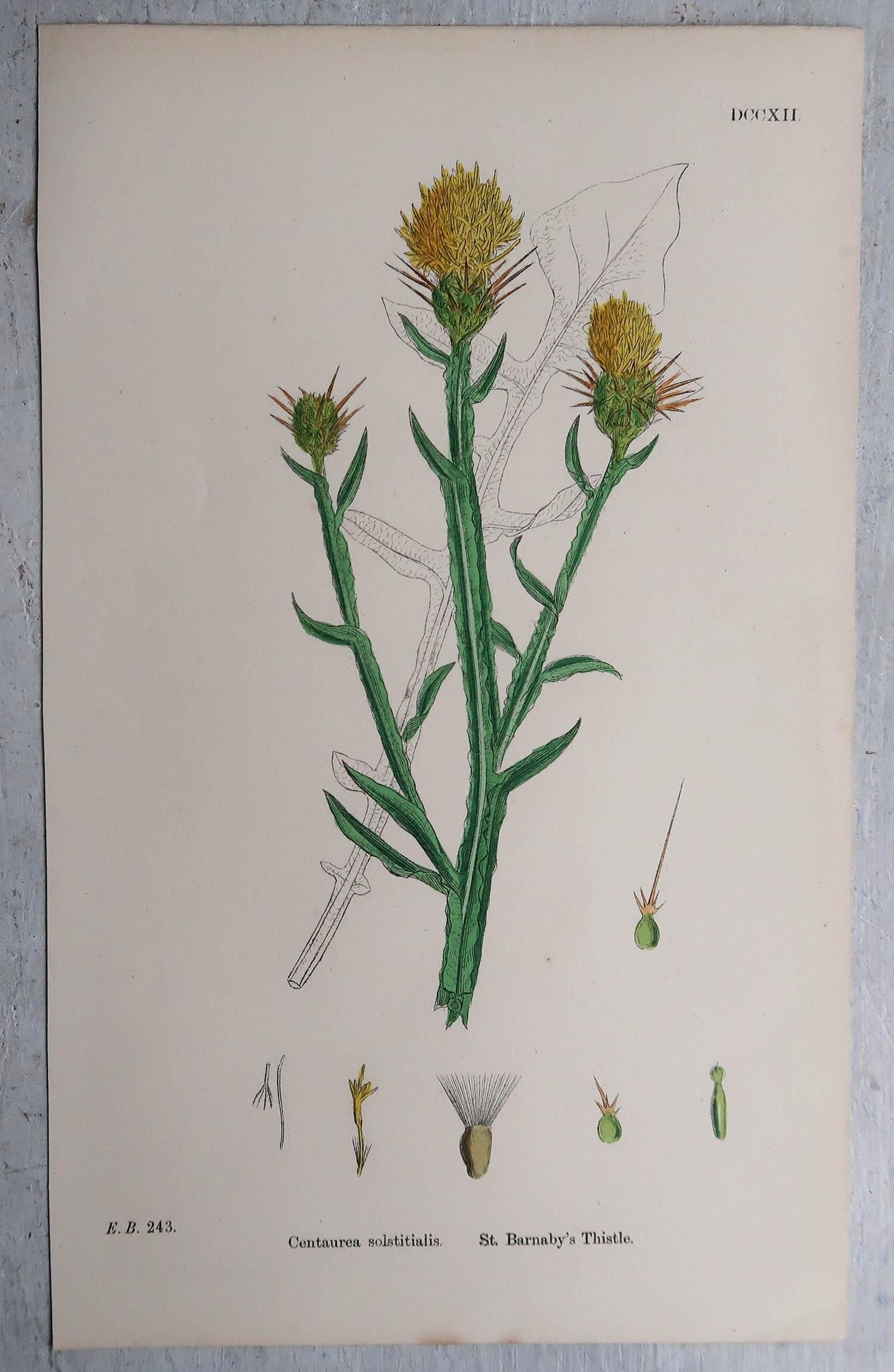 Set of 16 Original Antique Prints of Thistles, Circa 1850 7