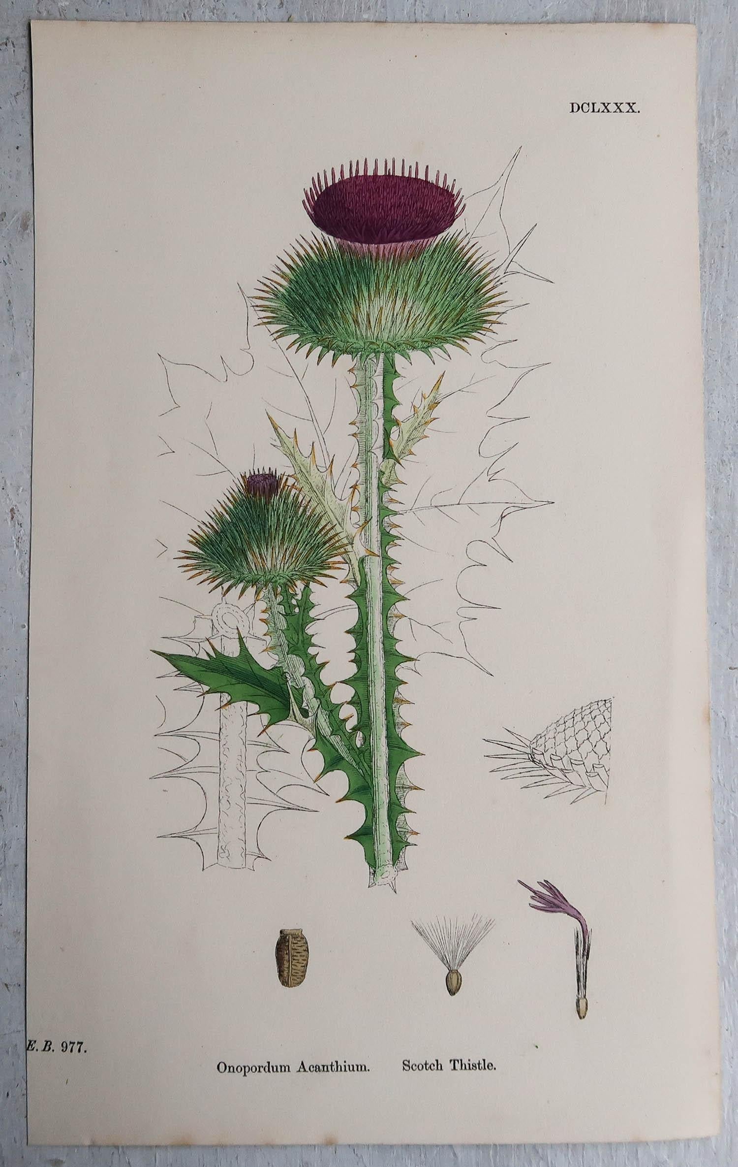 Wonderful set of 16 thistle prints

Lithographs after the original botanical drawings by Hooker.

Original color

Published, circa 1850

Unframed.

The measurement given is for one print.

