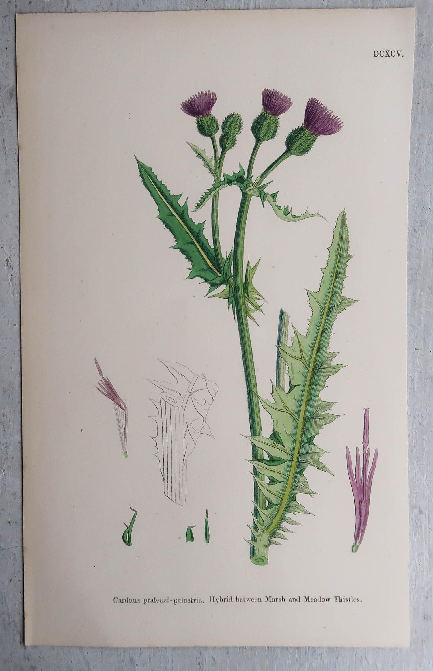 Set of 16 Original Antique Prints of Thistles, Circa 1850 In Good Condition In St Annes, Lancashire