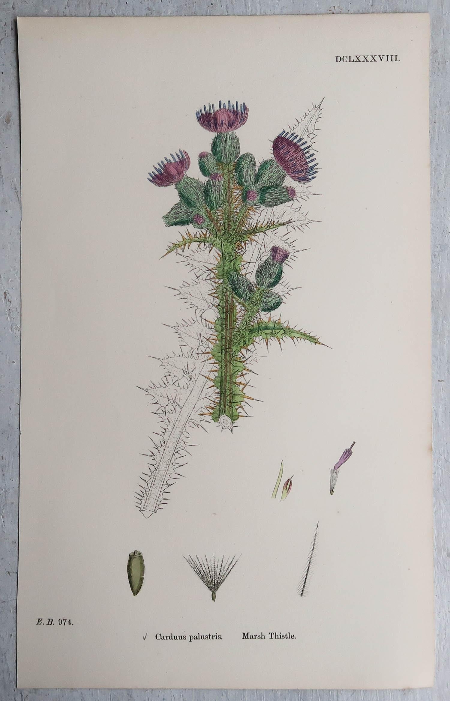 Paper Set of 16 Original Antique Prints of Thistles, Circa 1850