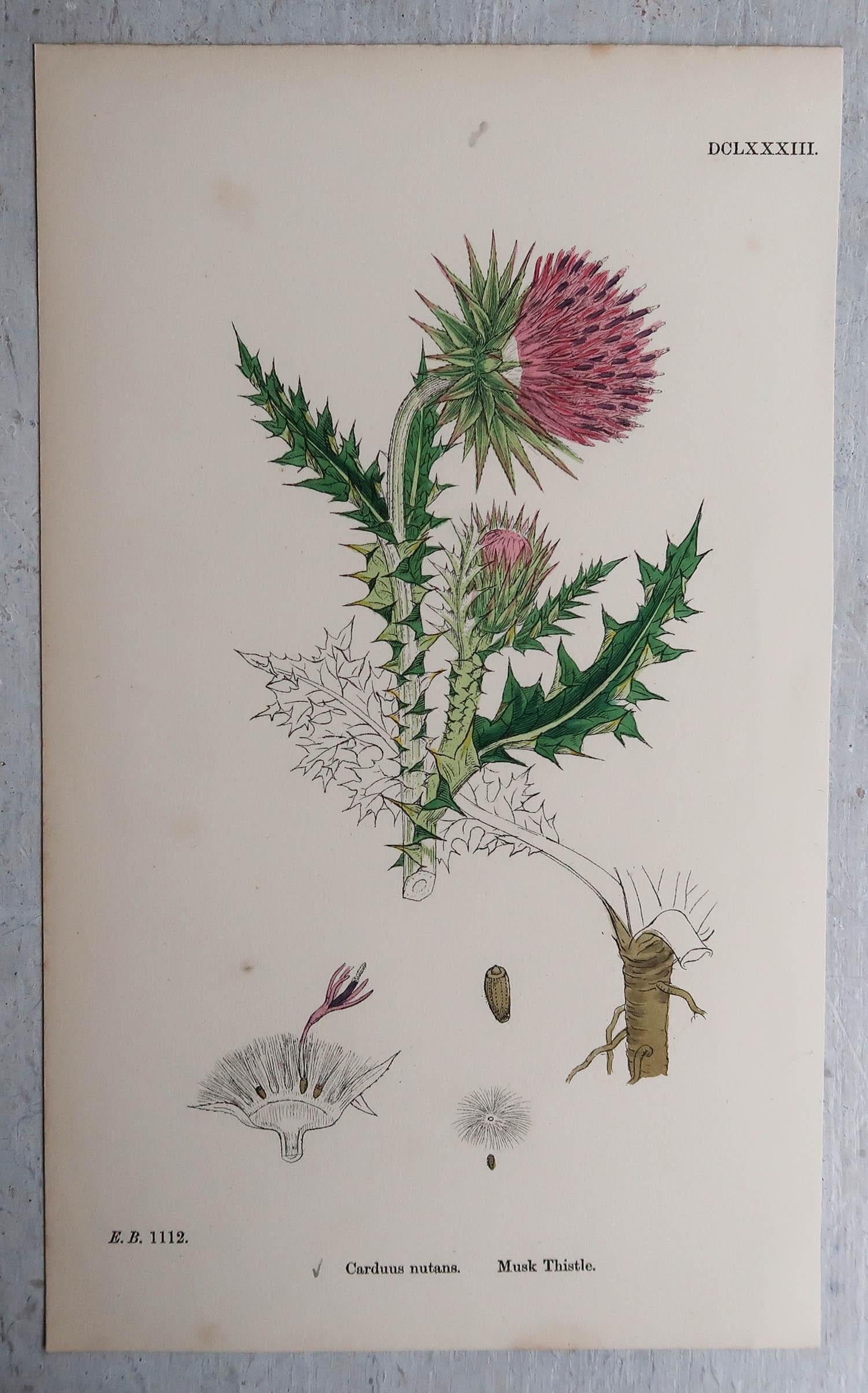 Set of 16 Original Antique Prints of Thistles, Circa 1850 1