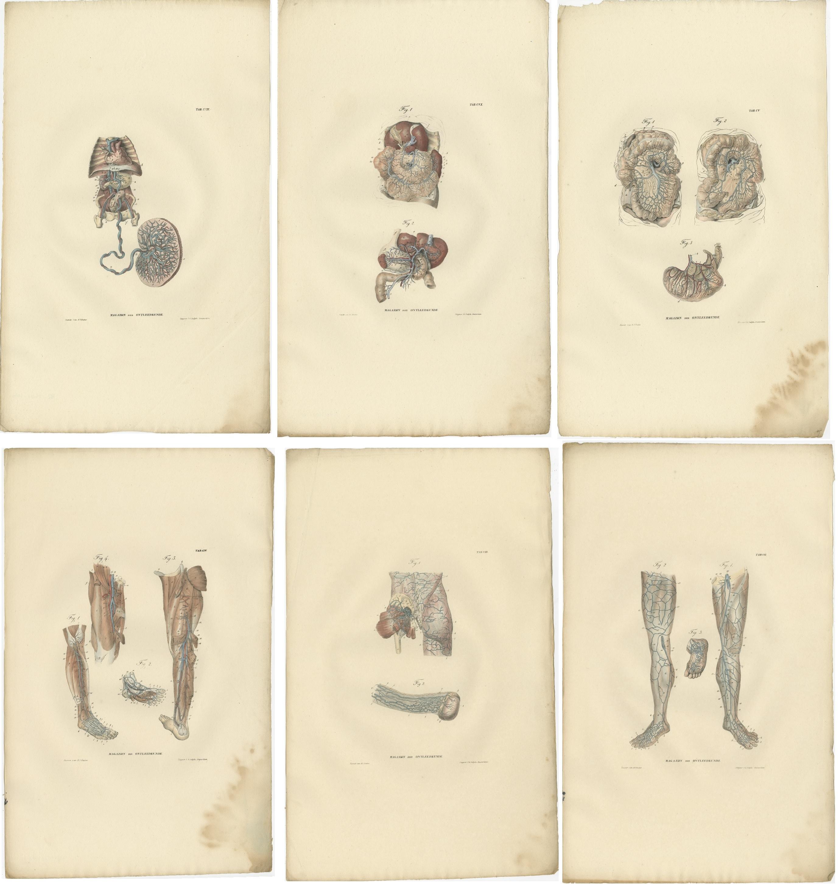 Set of 18 antique anatomy prints of blood vessels of the human body. These prints originate from 'Magazijn van ontleedkunde' by Dr. Th. Richter. Published 1839.