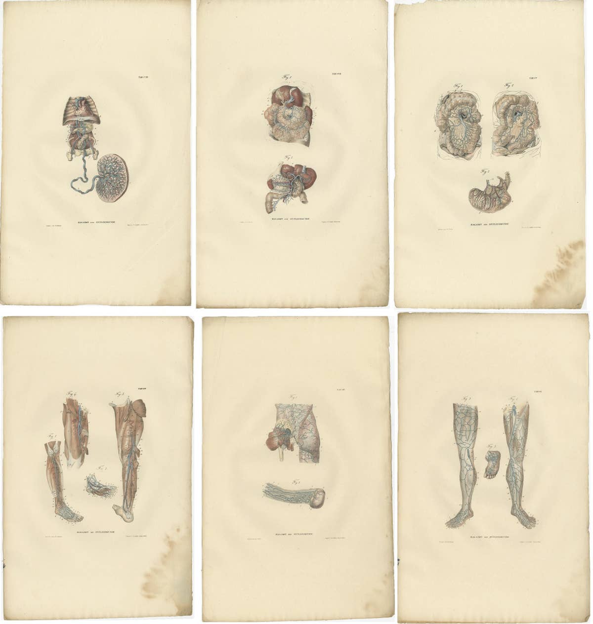 Set of 18 Antique Anatomy Prints of Blood Vessels, 1839