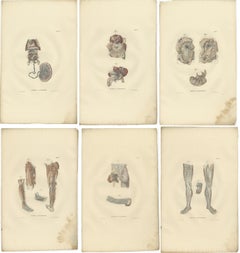 Set of 18 Antique Anatomy Prints of Blood Vessels, 1839