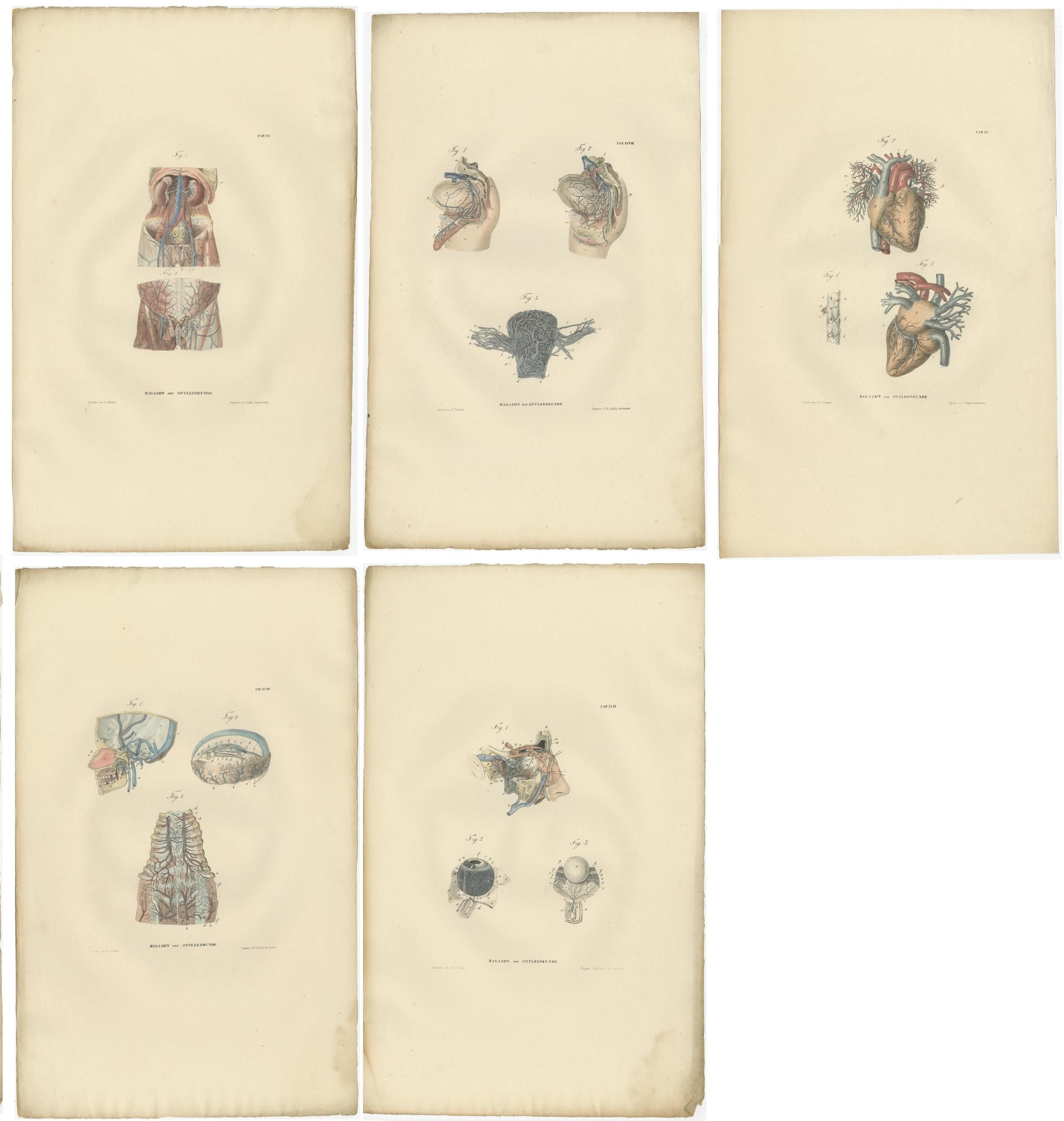 Set von 18 antiken Anatomiedrucken von Blutgefäßen, '1839' im Zustand „Gut“ im Angebot in Langweer, NL