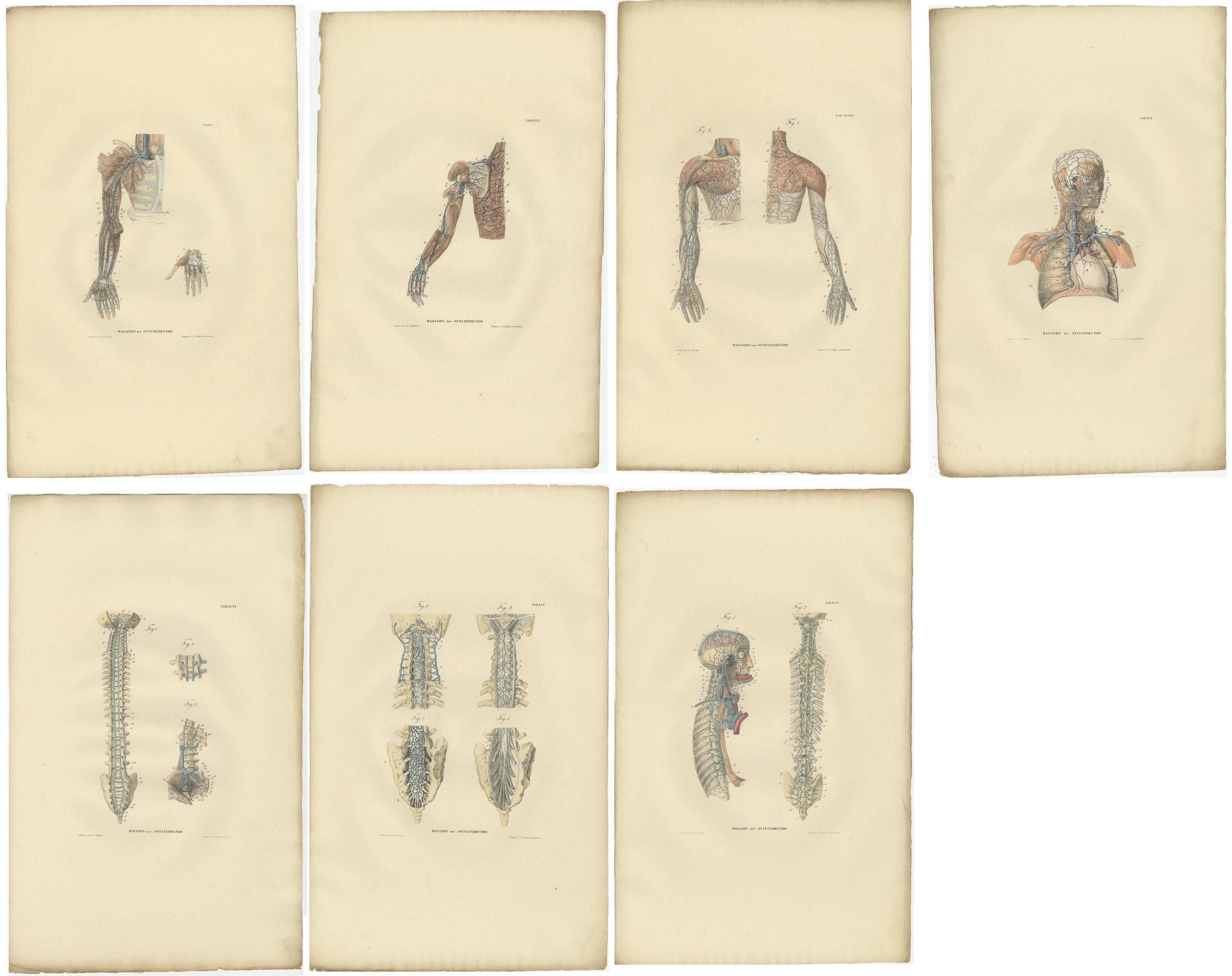 Set von 18 antiken Anatomiedrucken von Blutgefäßen, '1839' (19. Jahrhundert) im Angebot