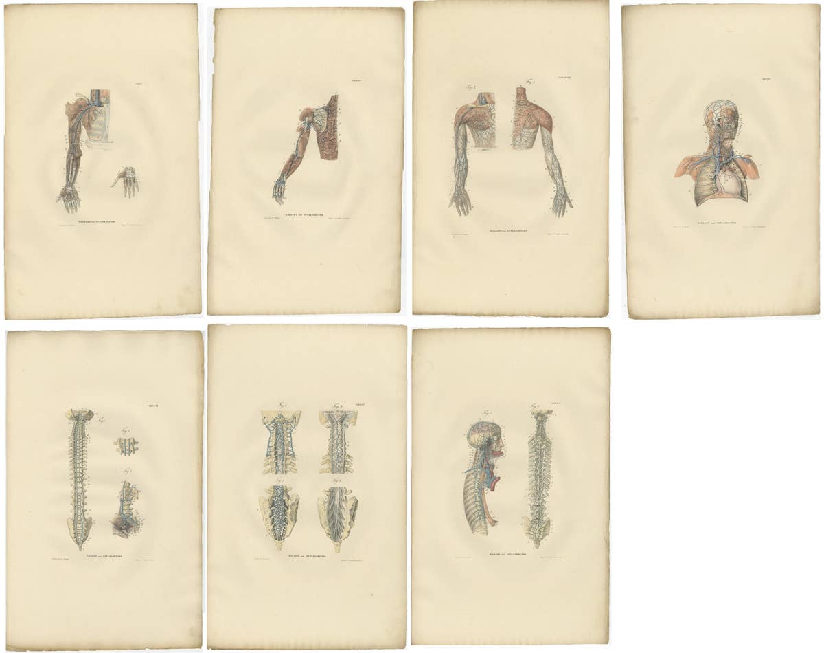 Set of 18 Antique Anatomy Prints of Blood Vessels, 1839