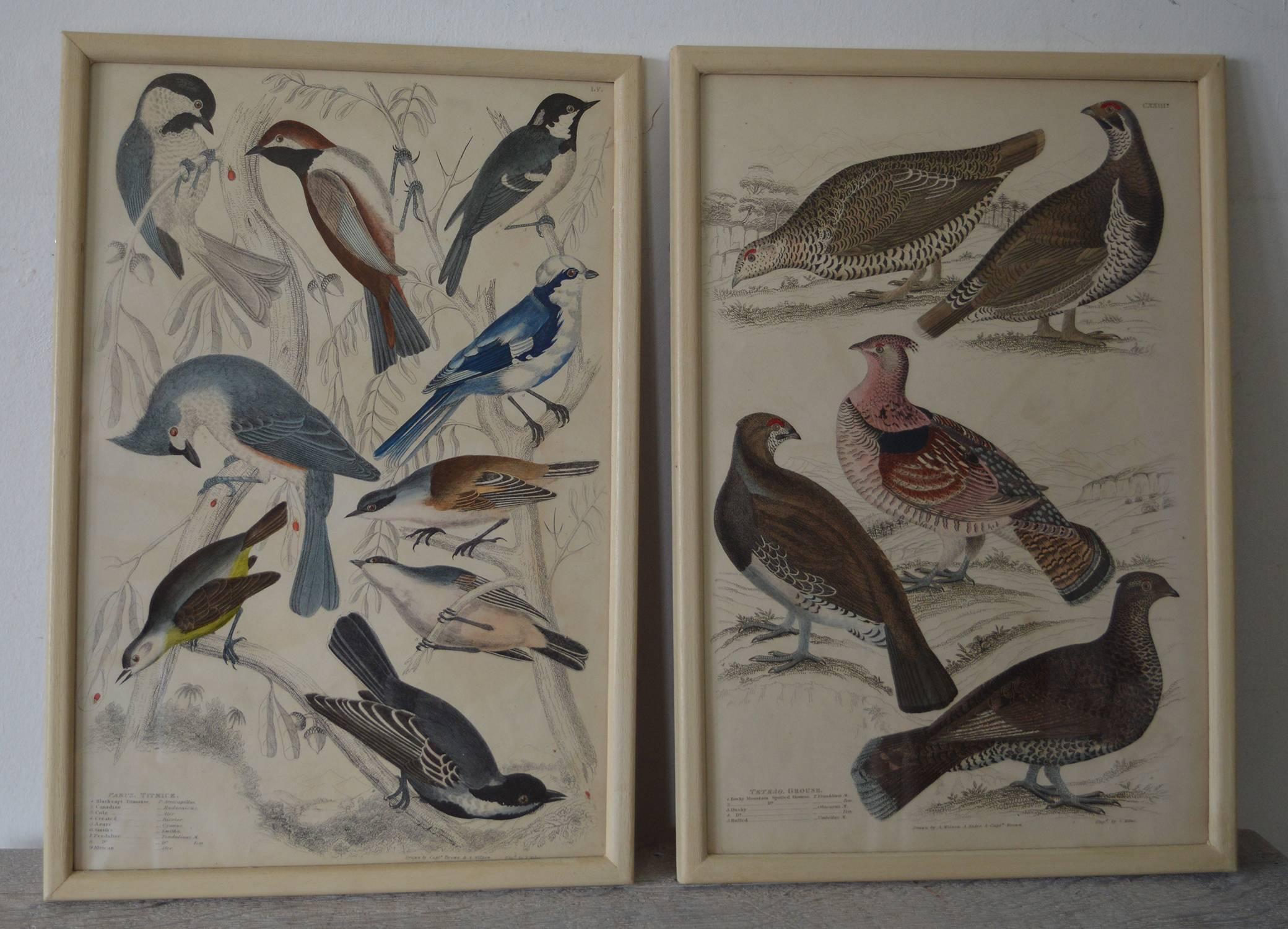 Wonderful set of 18 antique bird prints in exquisite muted colors.

Presented in our own custom made faux ivory frames.

Lithographs after the original drawings by Captain Brown. Original hand color.

Published 1830s.

6 are slightly larger. The