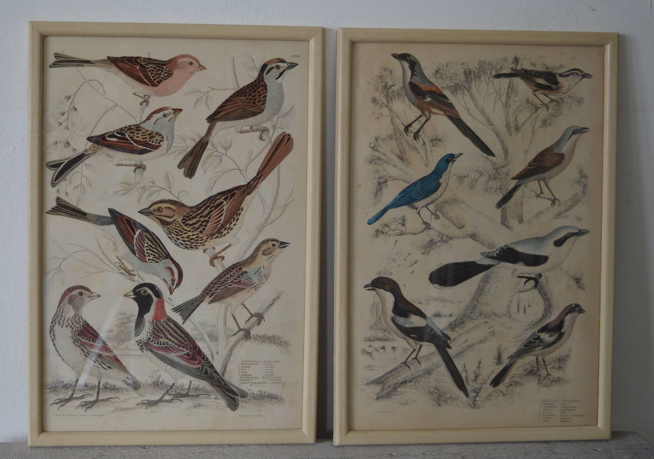 Folk Art Set of 18 ( 12 + 6 ) Antique Bird Prints in Faux Ivory Frames, 1830s