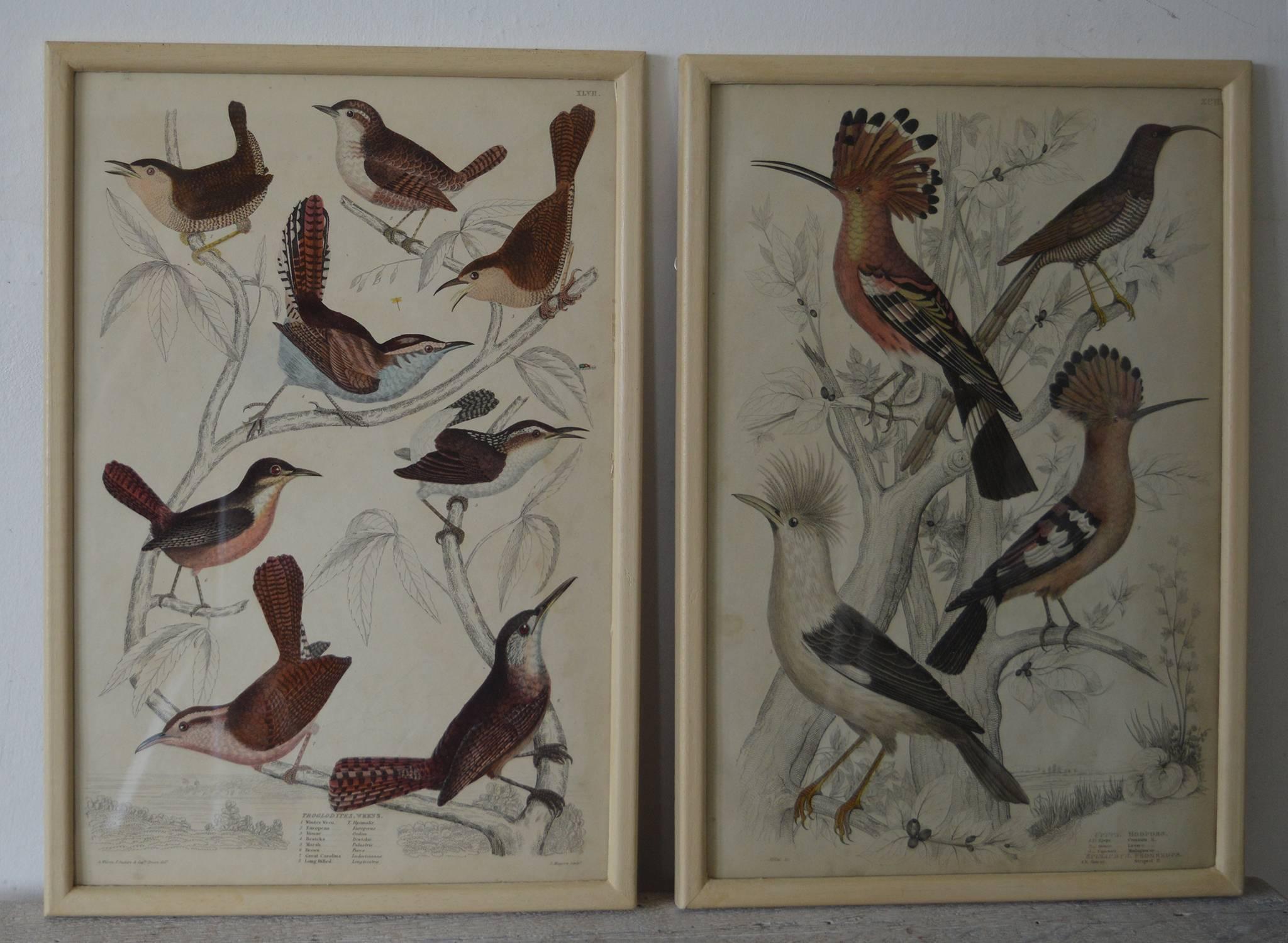 English Set of 18 ( 12 + 6 ) Antique Bird Prints in Faux Ivory Frames, 1830s