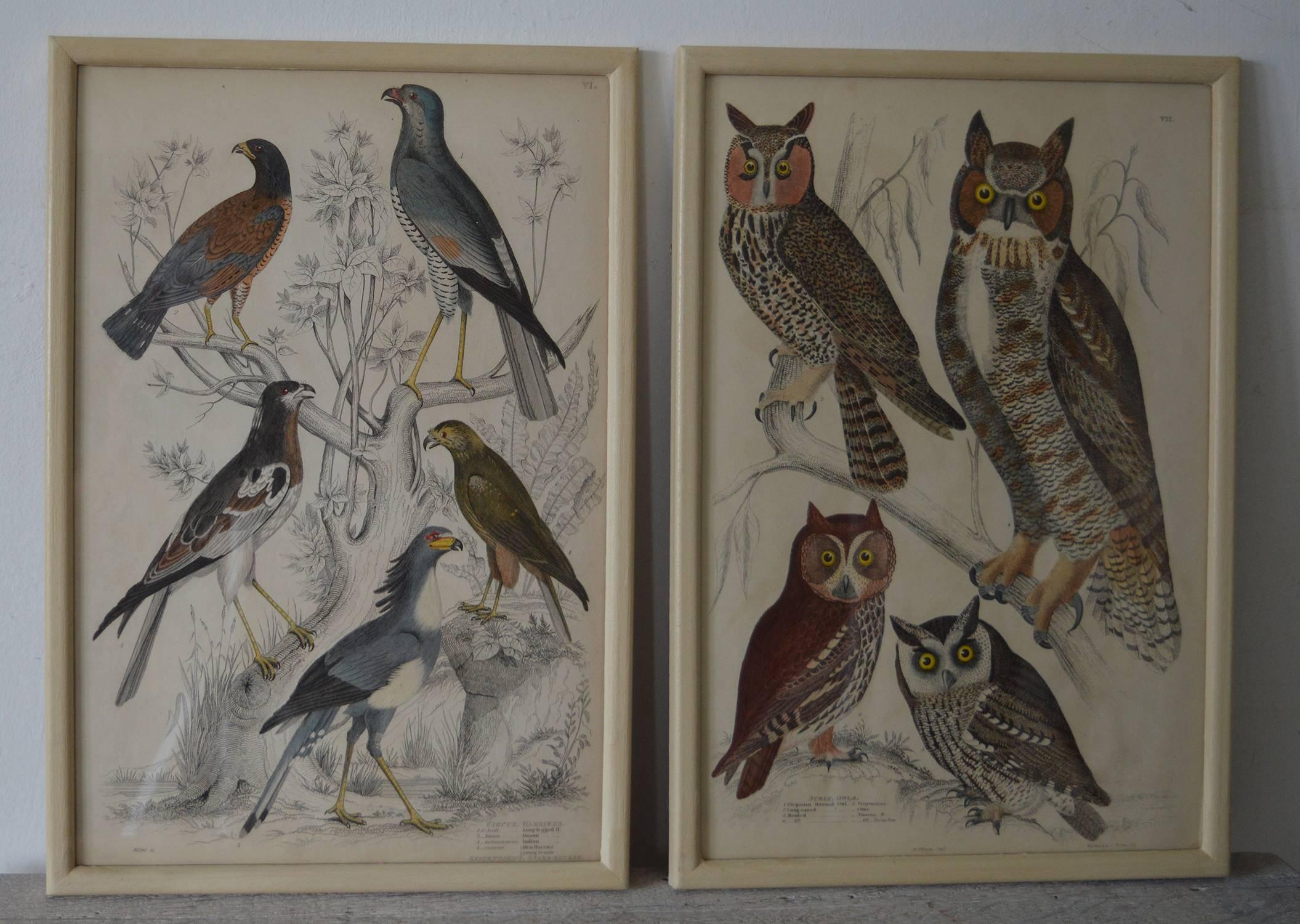 Other Set of 18 ( 12 + 6 ) Antique Bird Prints in Faux Ivory Frames, 1830s