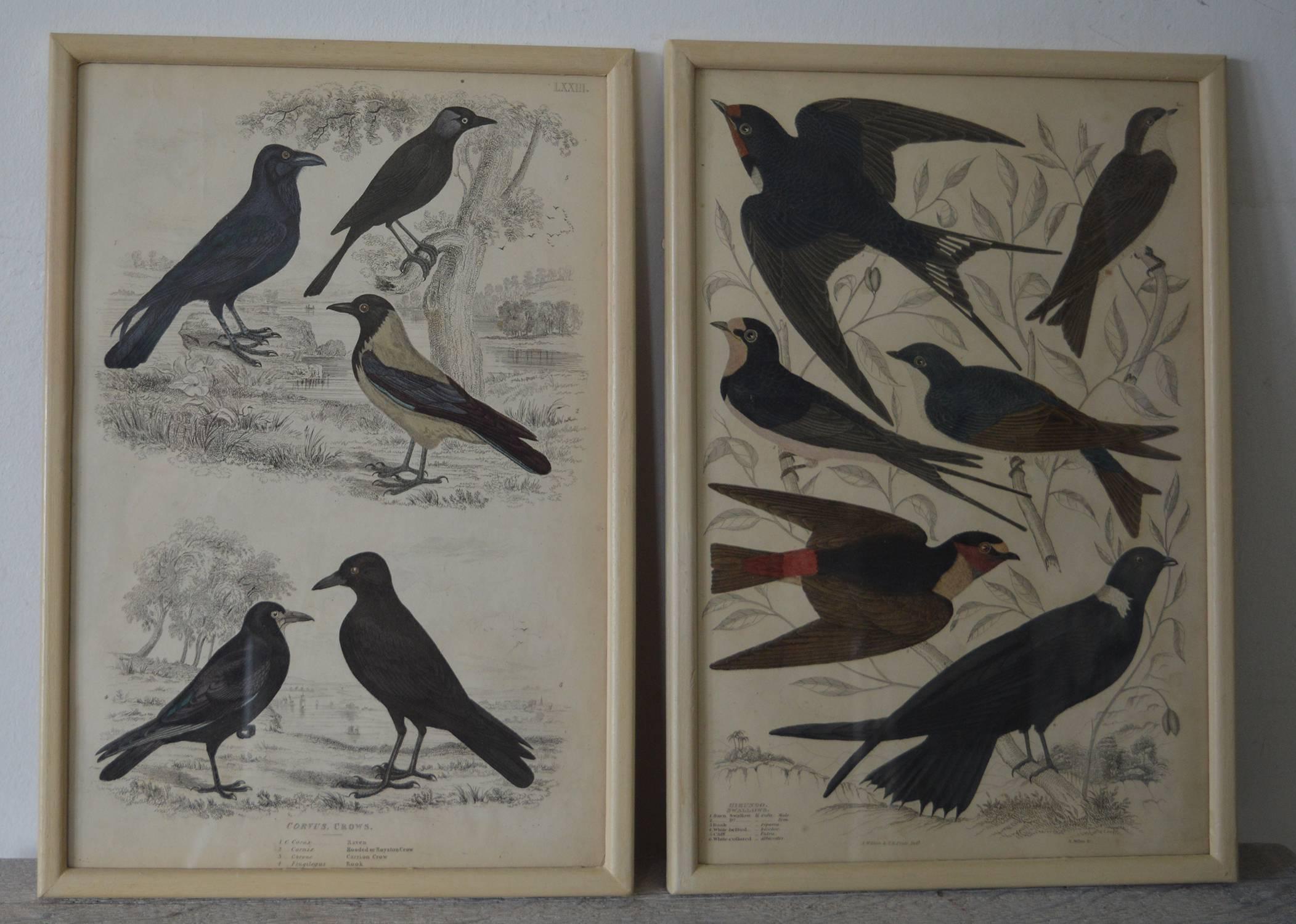 Set of 18 ( 12 + 6 ) Antique Bird Prints in Faux Ivory Frames, 1830s In Good Condition In St Annes, Lancashire