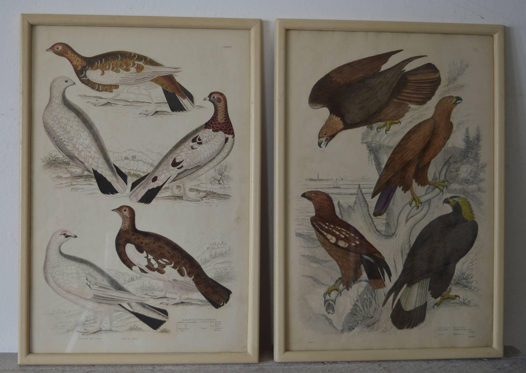 Mid-19th Century Set of 18 ( 12 + 6 ) Antique Bird Prints in Faux Ivory Frames, 1830s