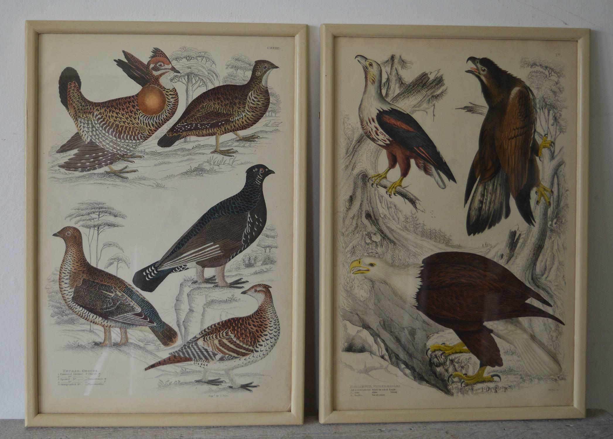 Paper Set of 18 ( 12 + 6 ) Antique Bird Prints in Faux Ivory Frames, 1830s